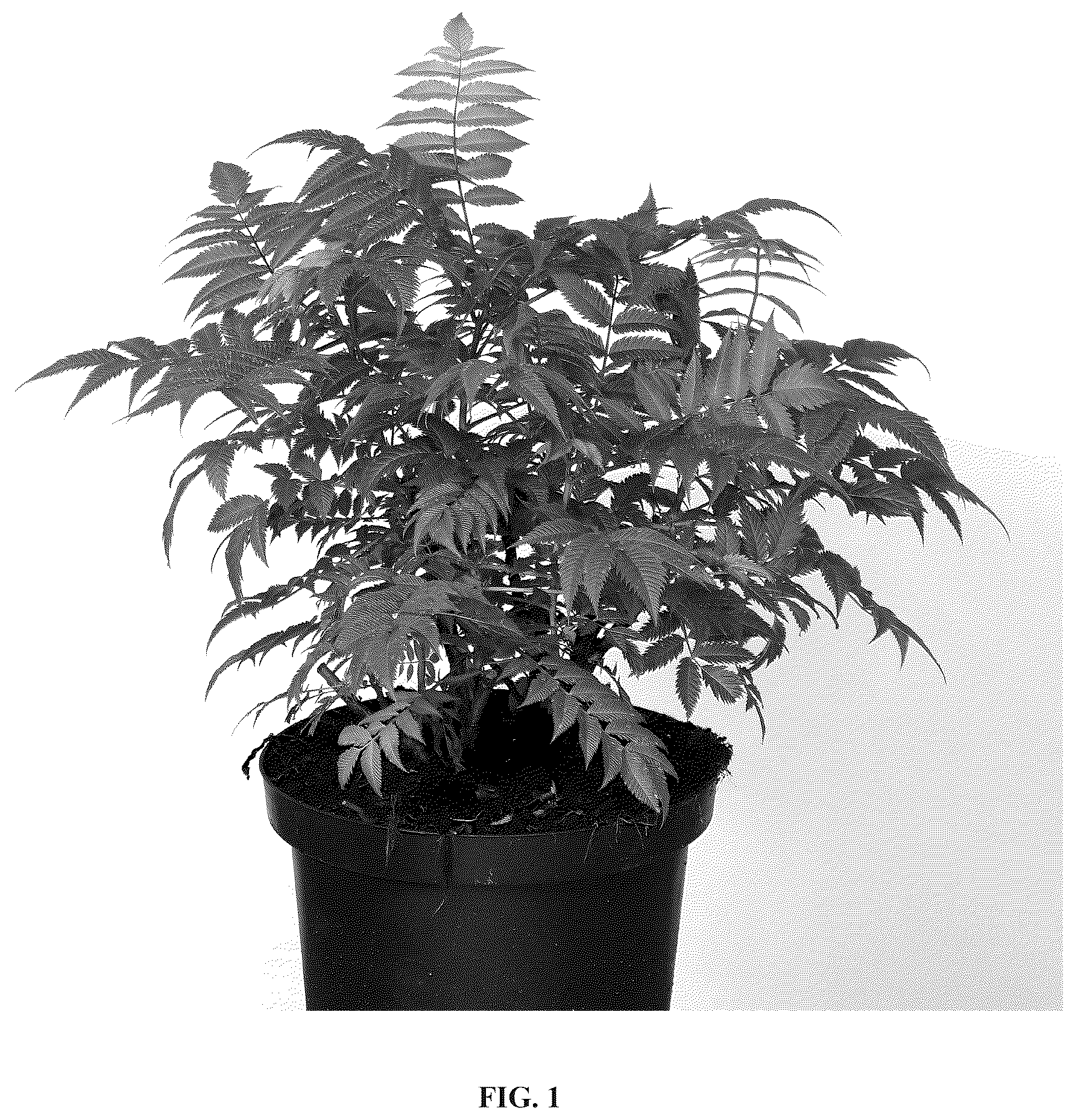 Patent USPP036847 — Sorbaria plant named ‘Hyfaria’ — Figure 1