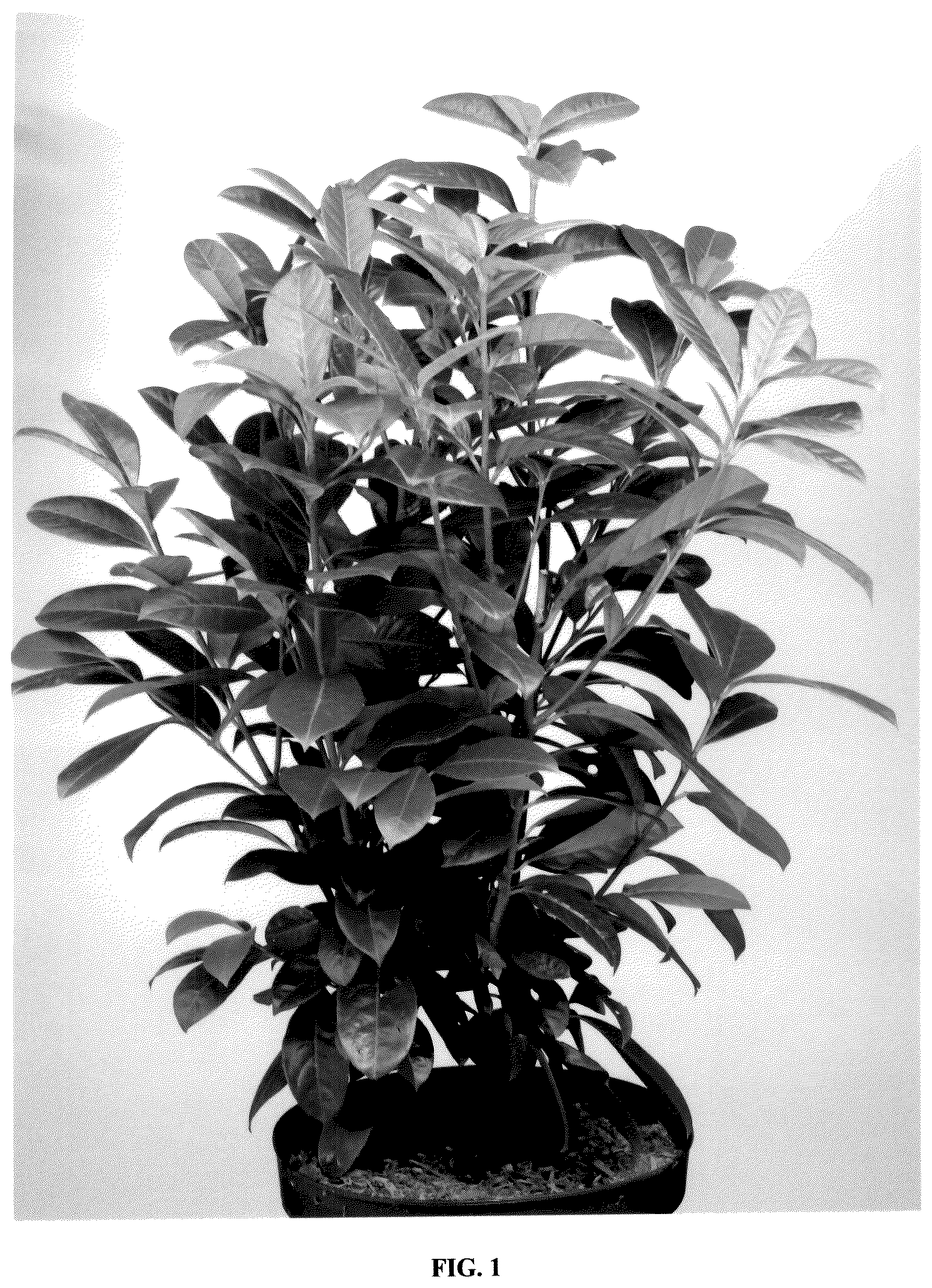 Patent USPP036848 — Prunus plant named ‘Frerichs 01’ — Figure 1