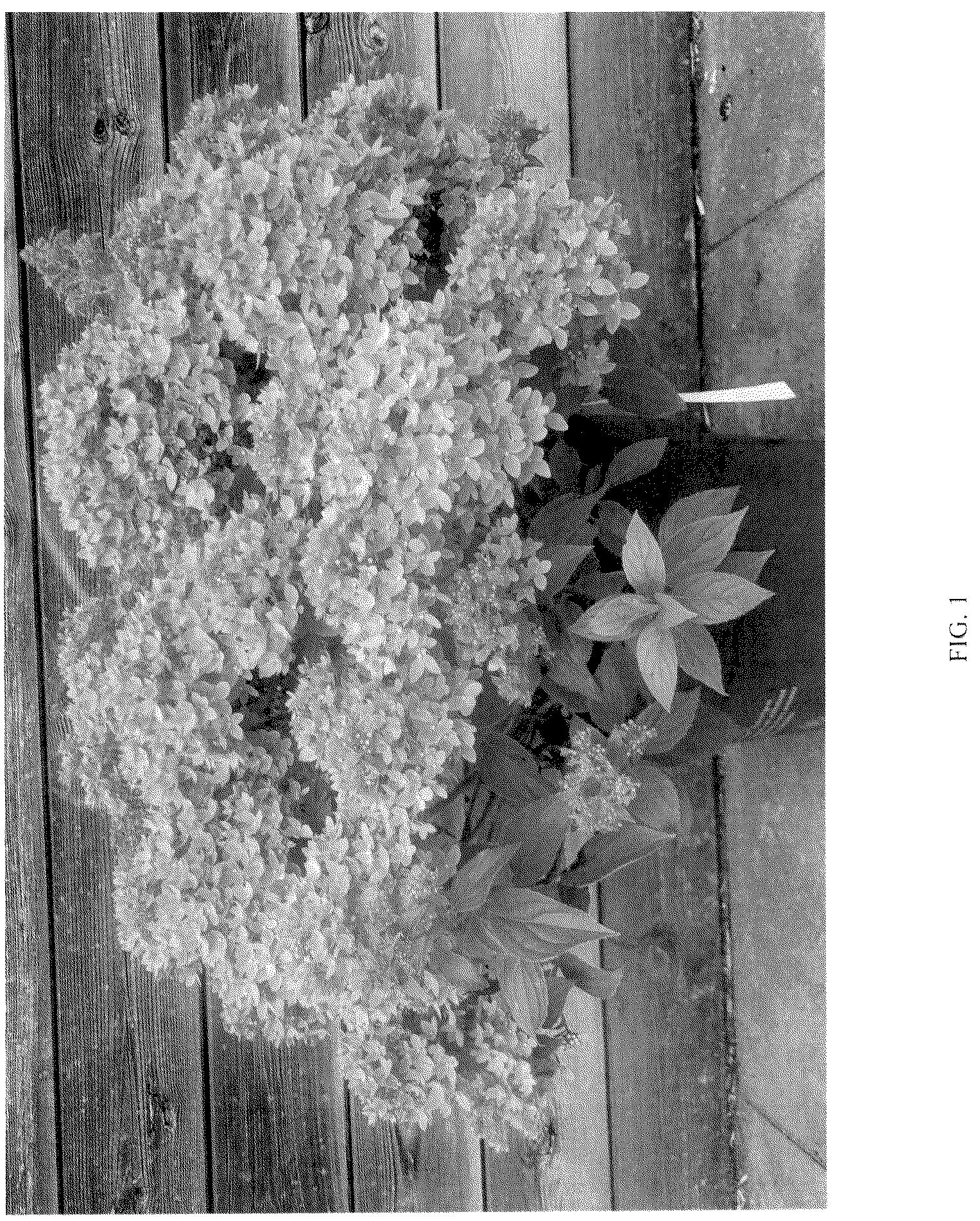 Patent USPP036849 — Hydrangea plant named ‘LC NO24’ — Figure 1