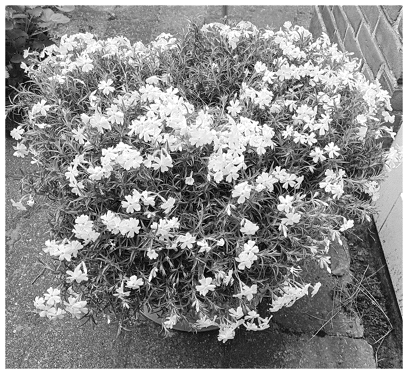 Patent USPP036851 — Phlox plant named ‘Dophlolawhi’ — Figure 1