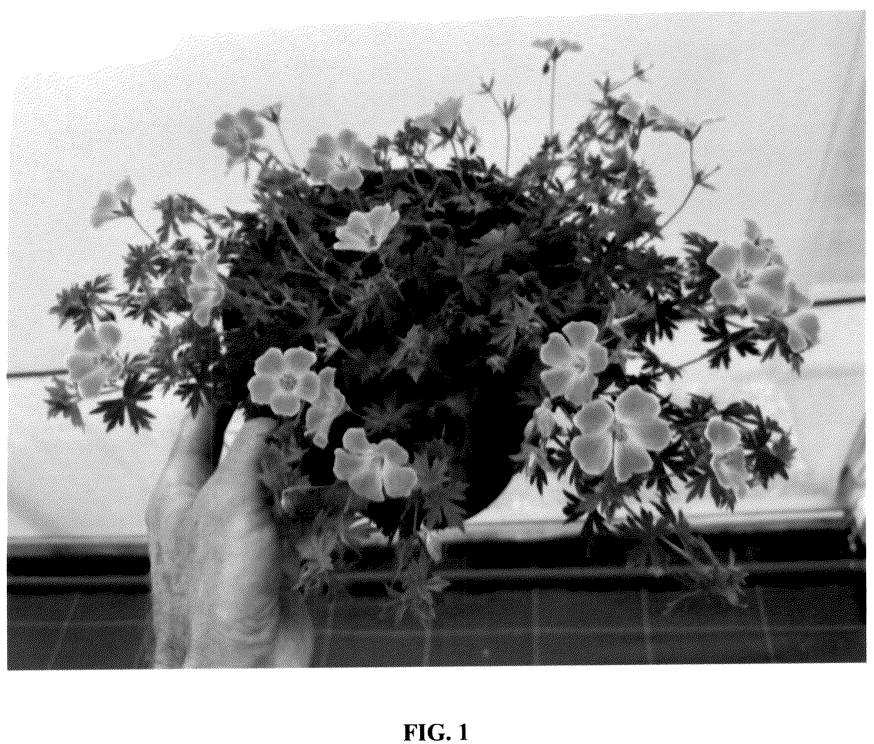 Patent USPP036852 — Geranium plant named ‘MVNG1901’ — Figure 1