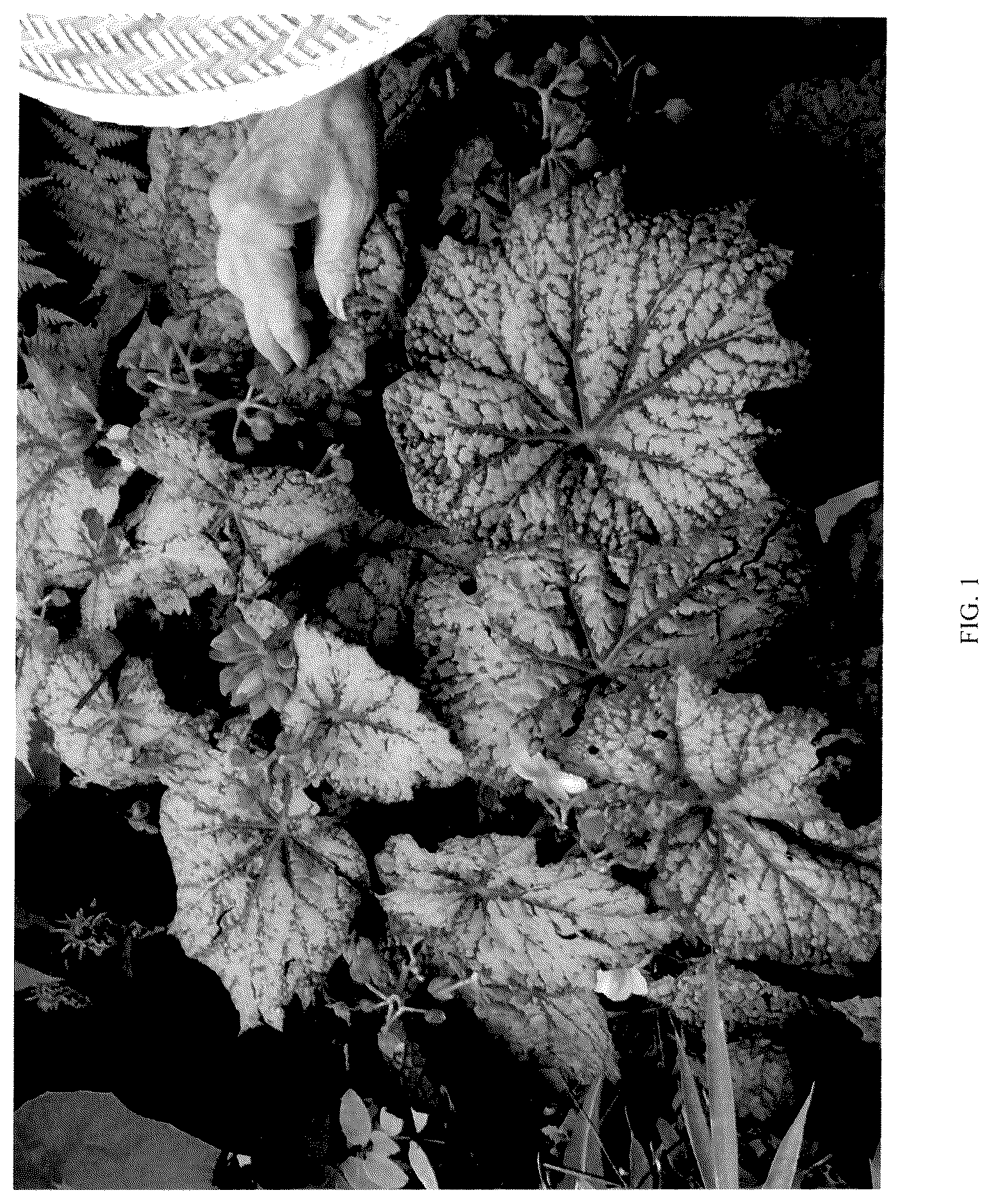 Patent USPP036853 Figure 1 – Begonia plant named ‘Neon Moon’