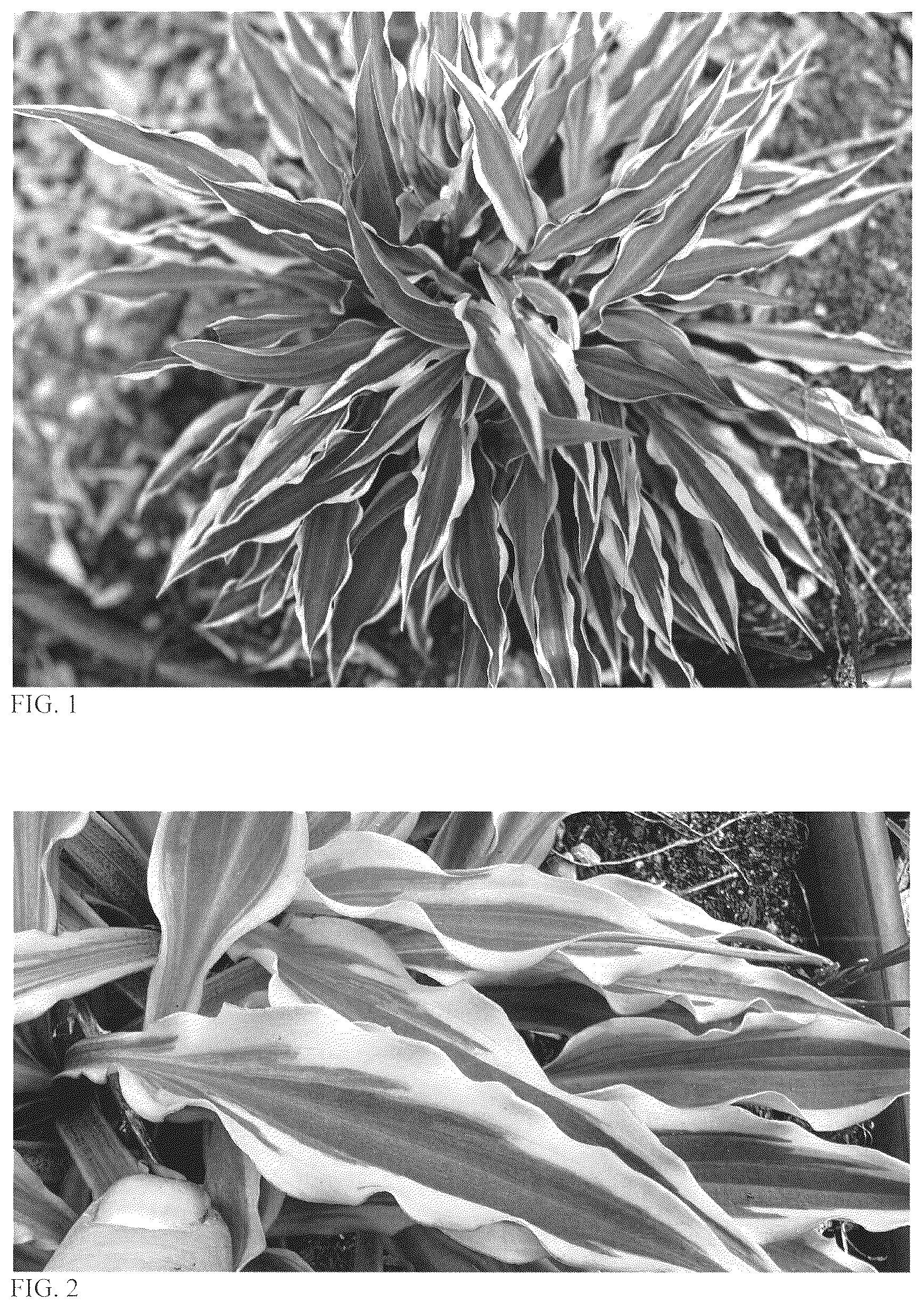 Patent USPP036854 — Hosta plant named ‘Out of Time’ — Figure 1
