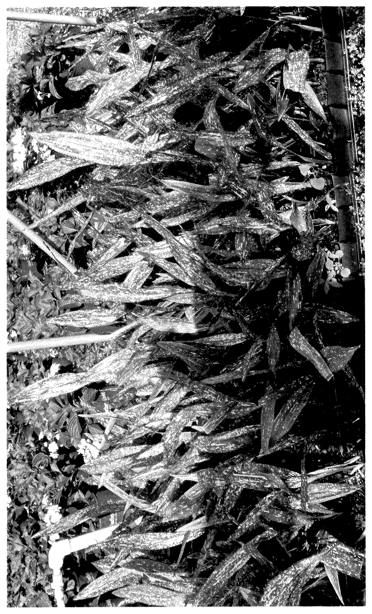 Patent USPP036855 — Aspidistra plant named ‘HANADO RAKU NO 1’ — Figure 1