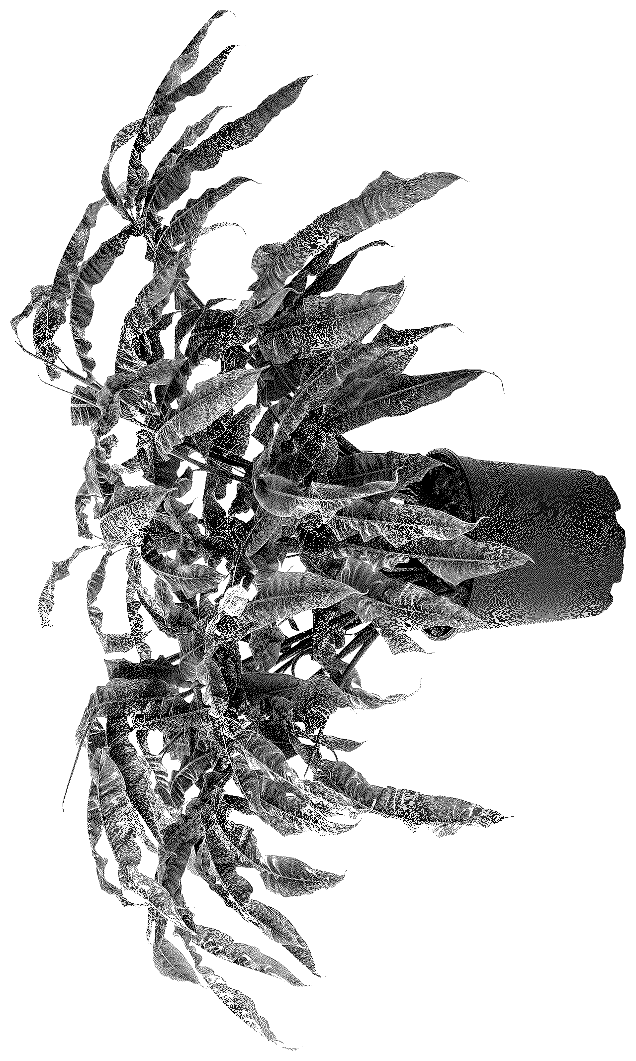 Patent USPP036856 — Alpinia plant named ‘Crispy’ — Figure 1