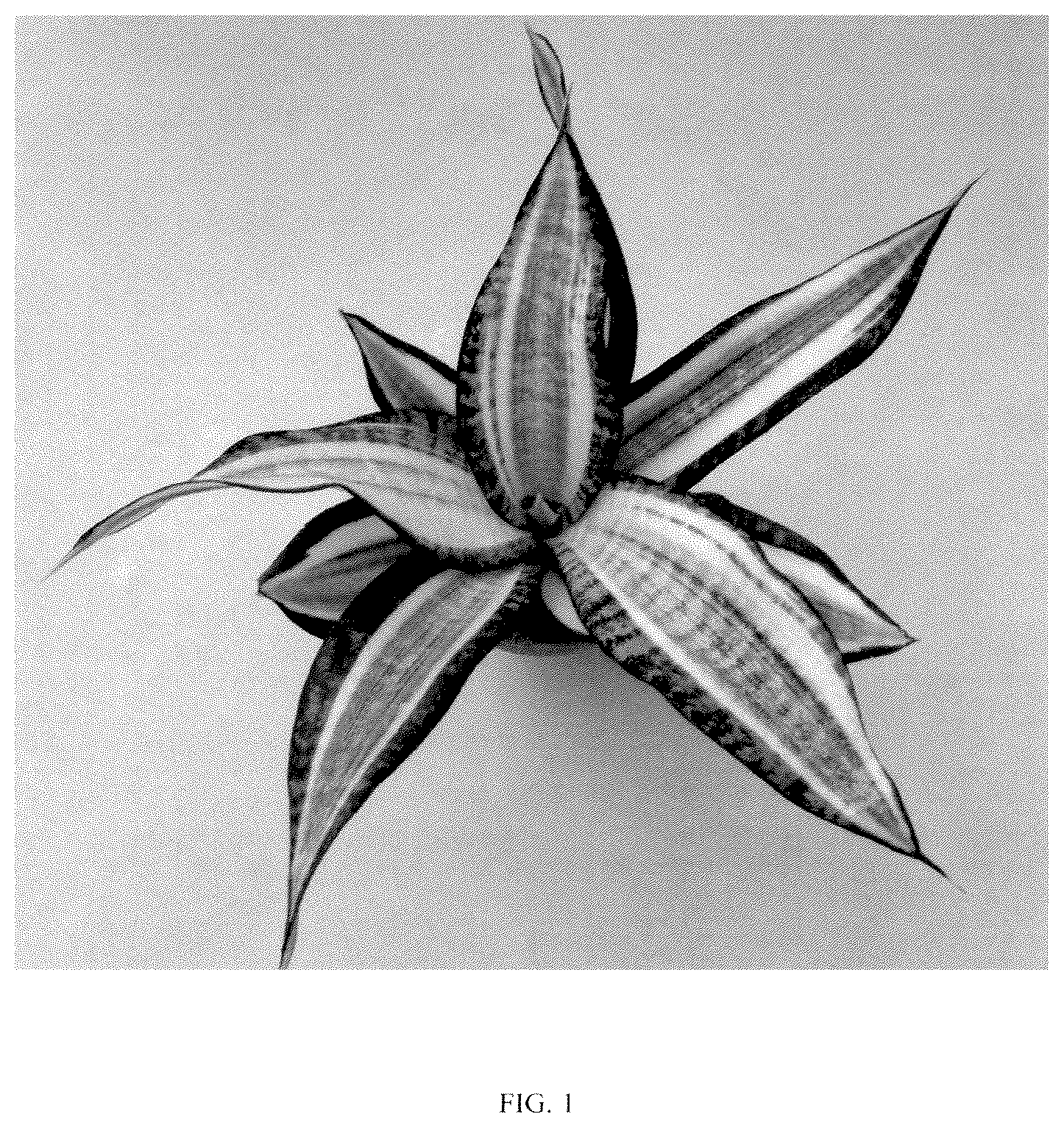 Patent USPP036858 — Sansevieria plant named ‘Hansoti55’ — Figure 1