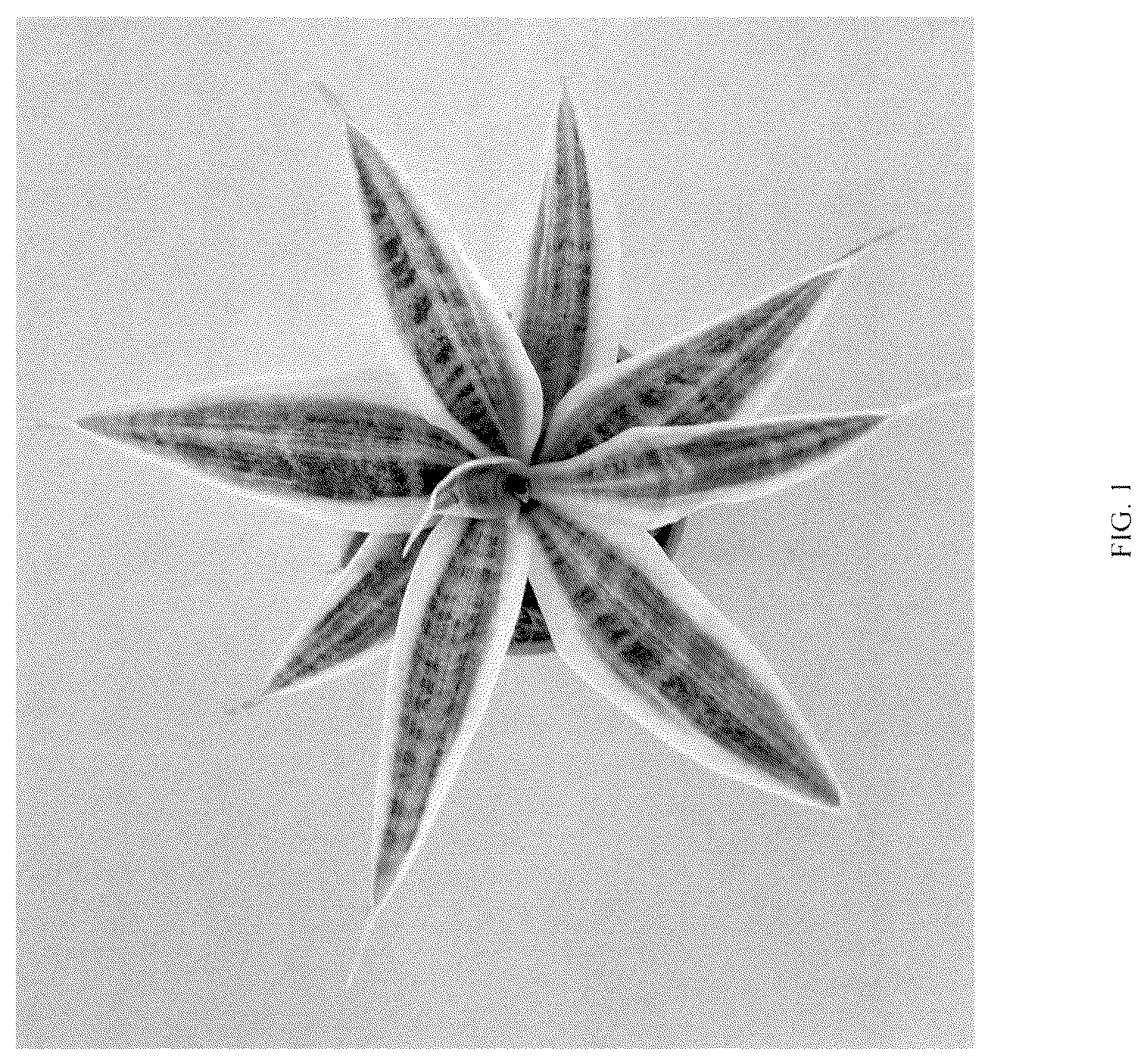 Patent USPP036859 — Sansevieria plant named ‘HANSOTI56’ — Figure 1