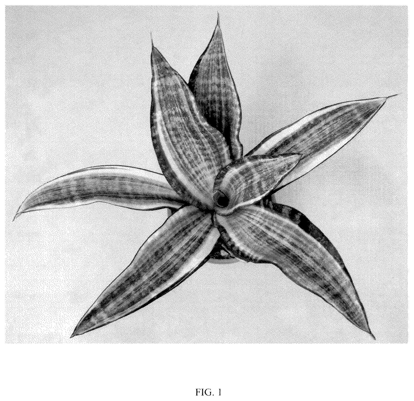 Patent USPP036860 — Sansevieria plant named ‘Hansoti57’ — Figure 1