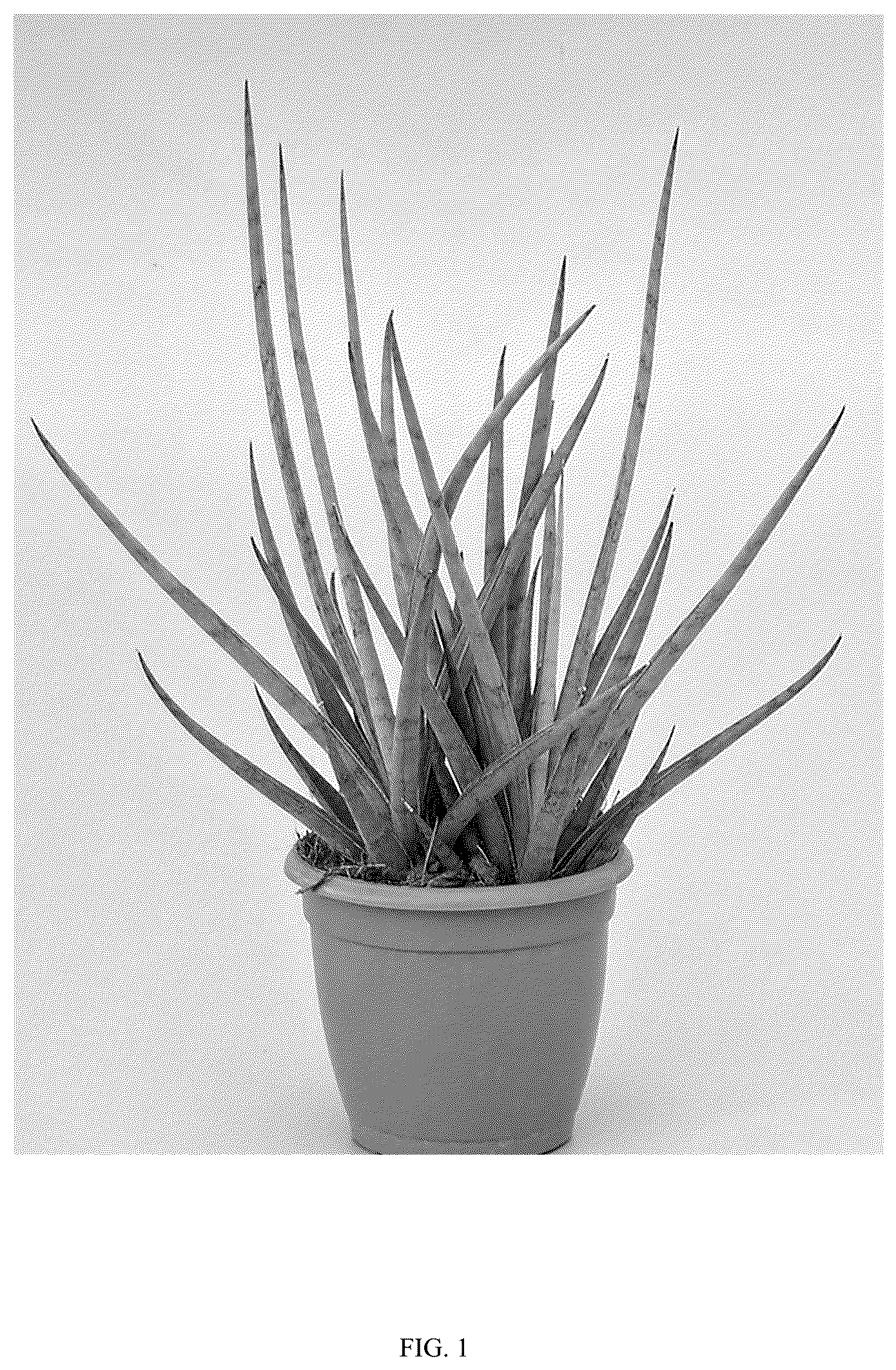 Patent USPP036862 — Sansevieria plant named ‘Hansoti60’ — Figure 1