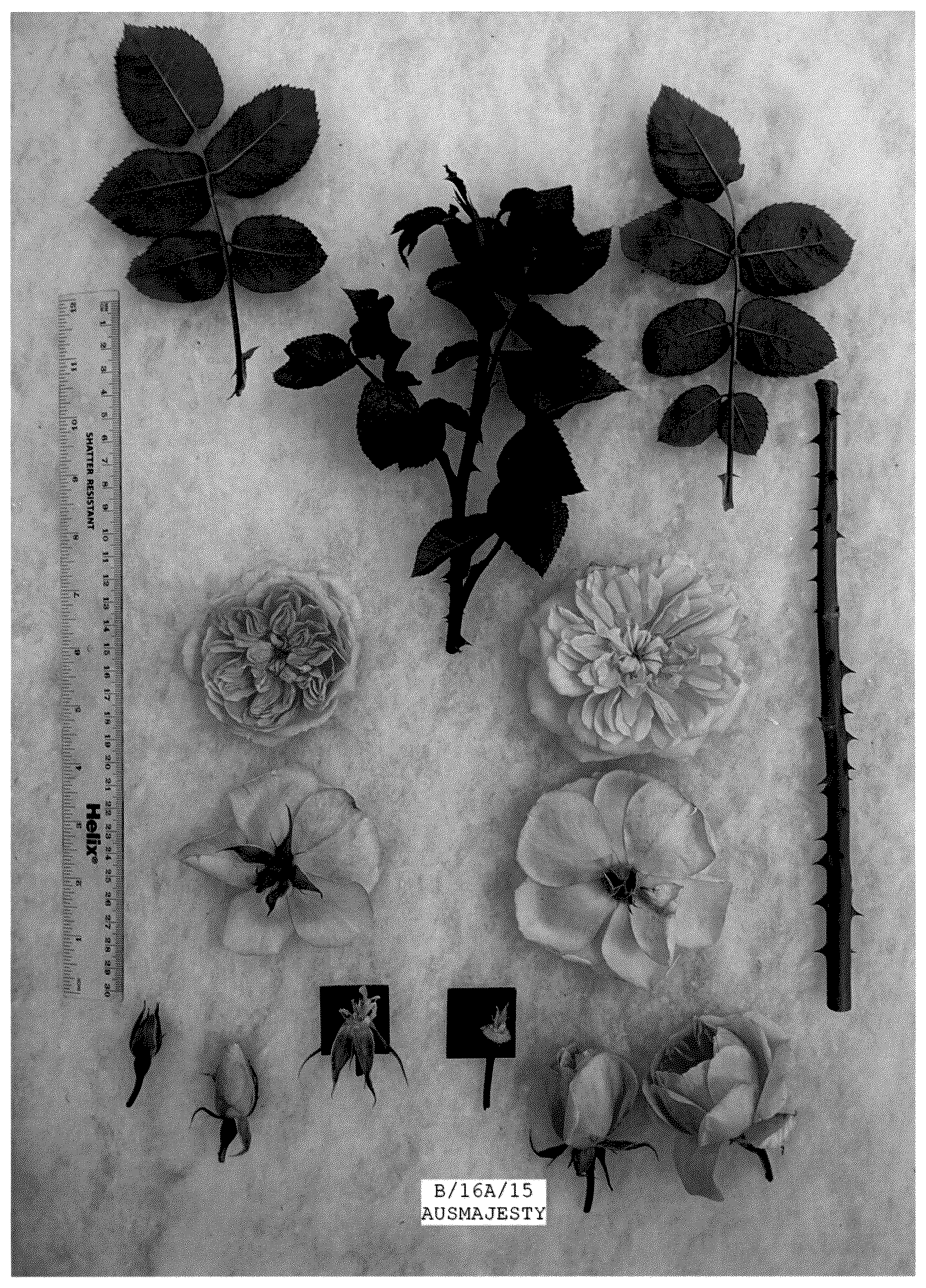 Patent USPP036871 — Rosa hybrida shrub plant named ‘AUSmajesty’ — Figure 1