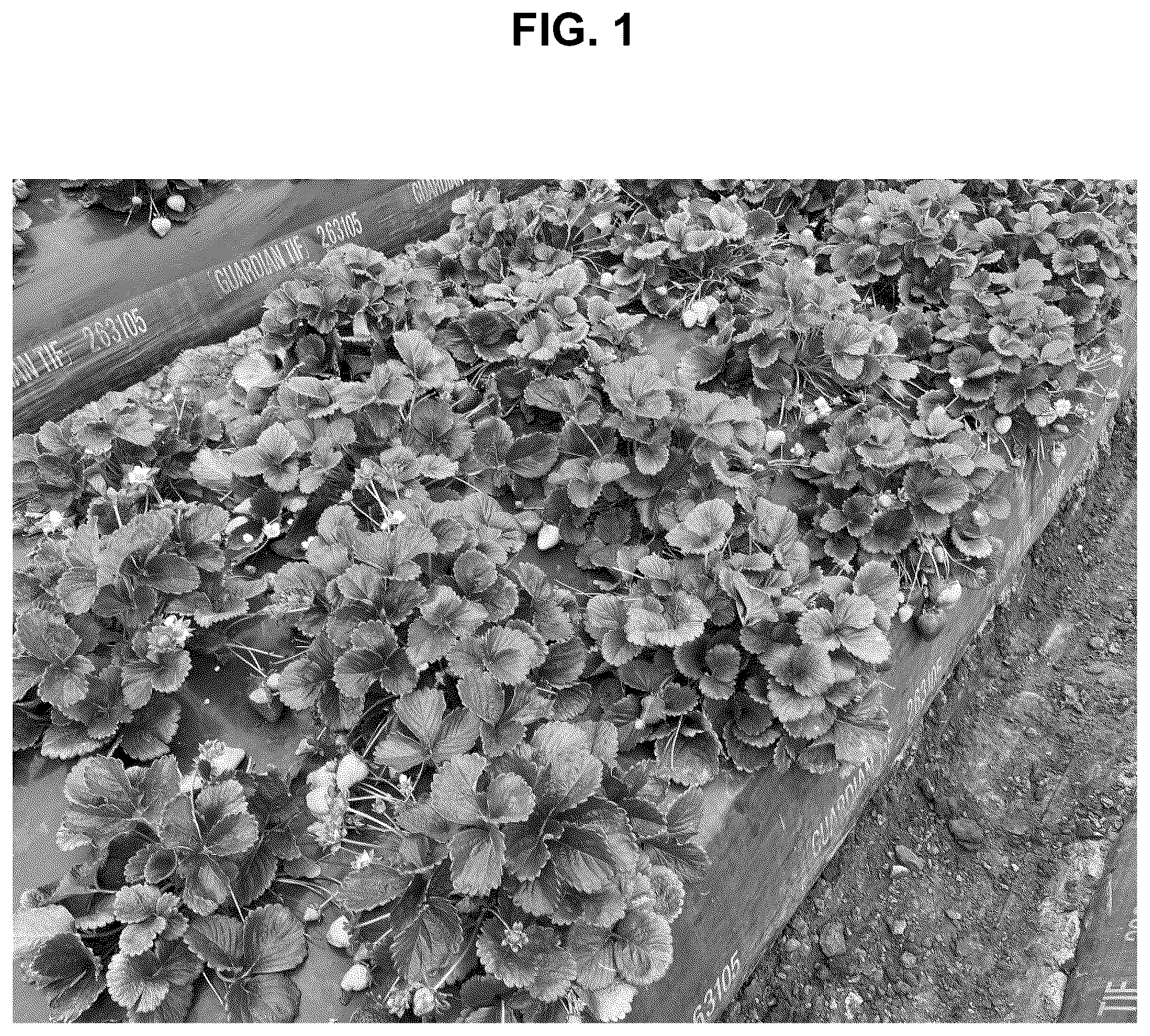 Patent USPP036874 Figure 1 – Strawberry plant named ‘BG-12.3254’
