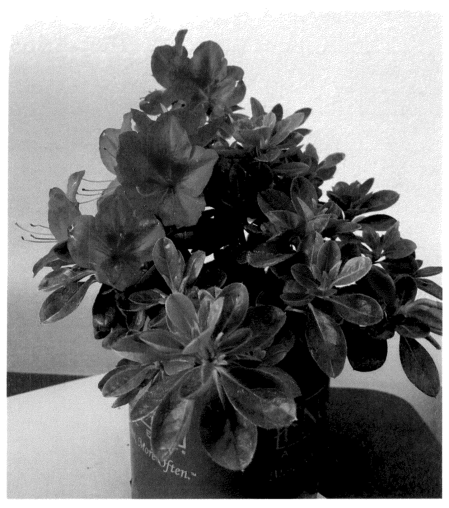 Patent USPP036875 Figure 1 – Rhododendron plant named ‘ROBLEZG’