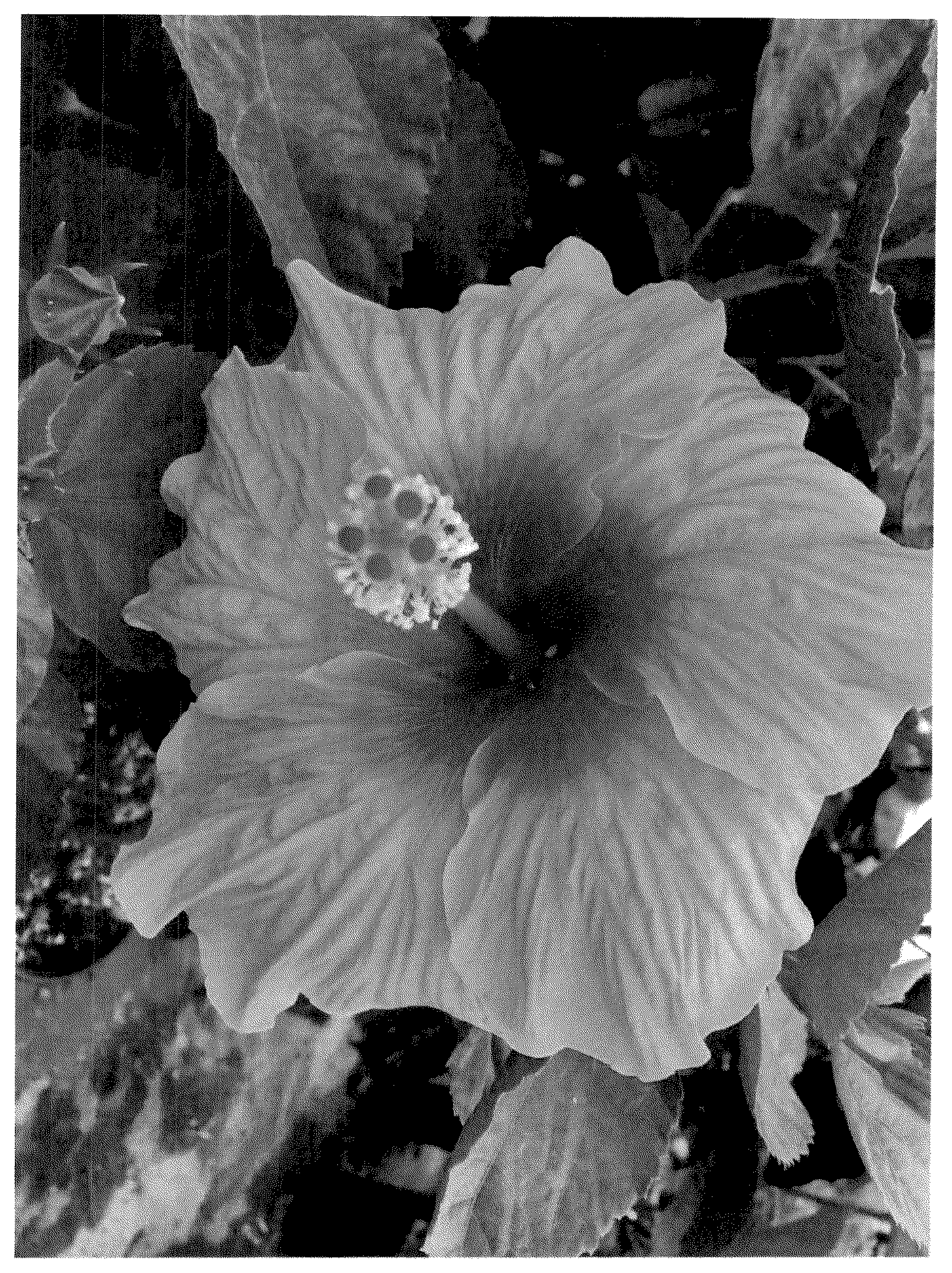 Patent USPP036876 — Hibiscus plant named ‘ALTpinky’ — Figure 1