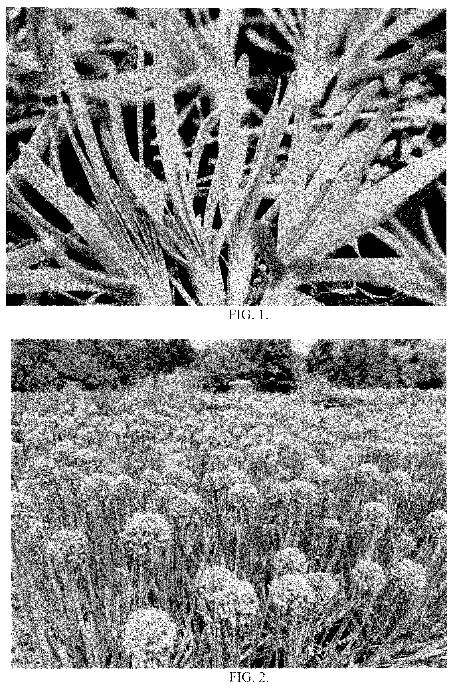 Patent USPP036877 — Allium hybrid plant named ‘New Moon’ — Figure 1