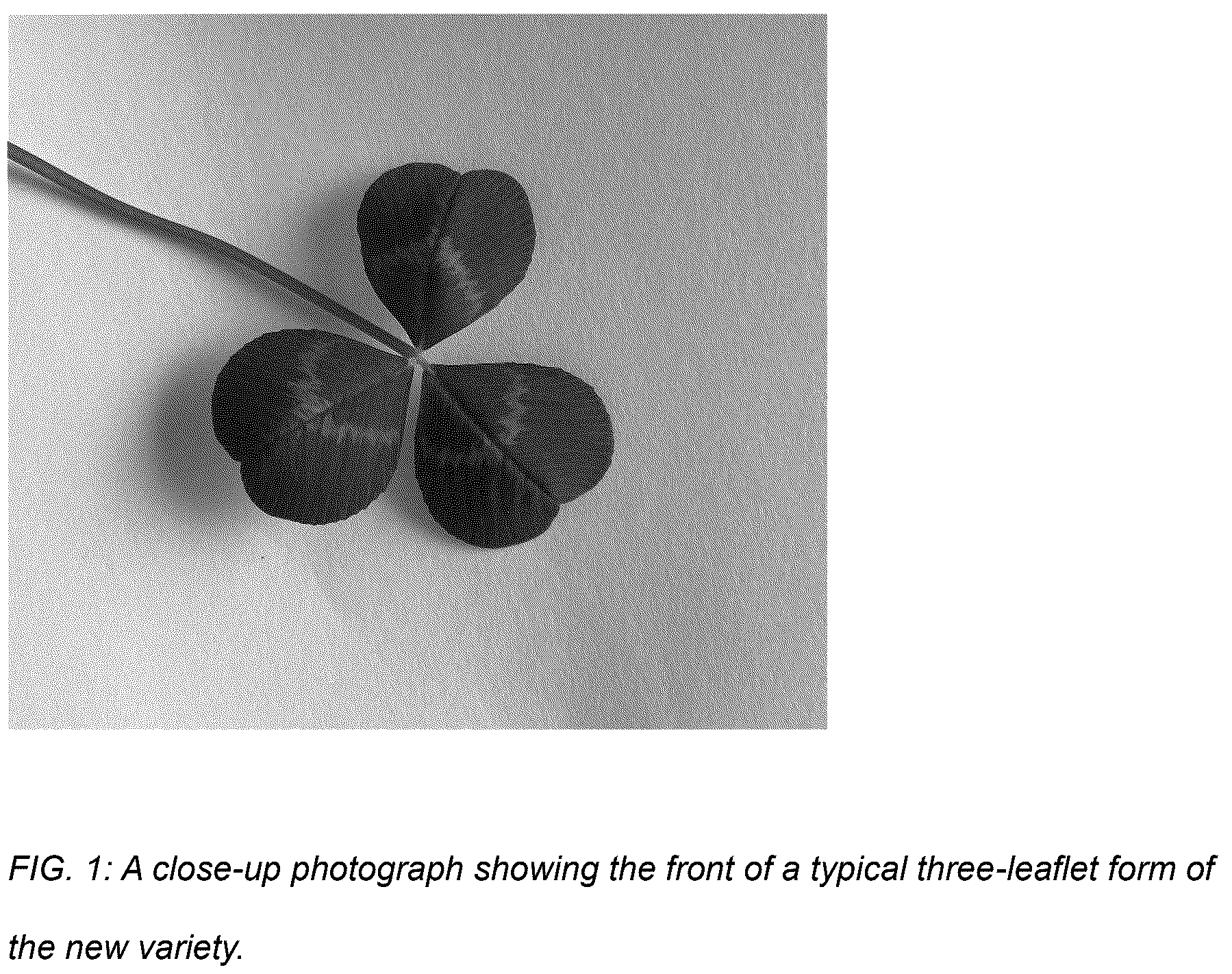 Patent USPP036878 Figure 1 – Trifolium plant named ‘Coretta Clover’