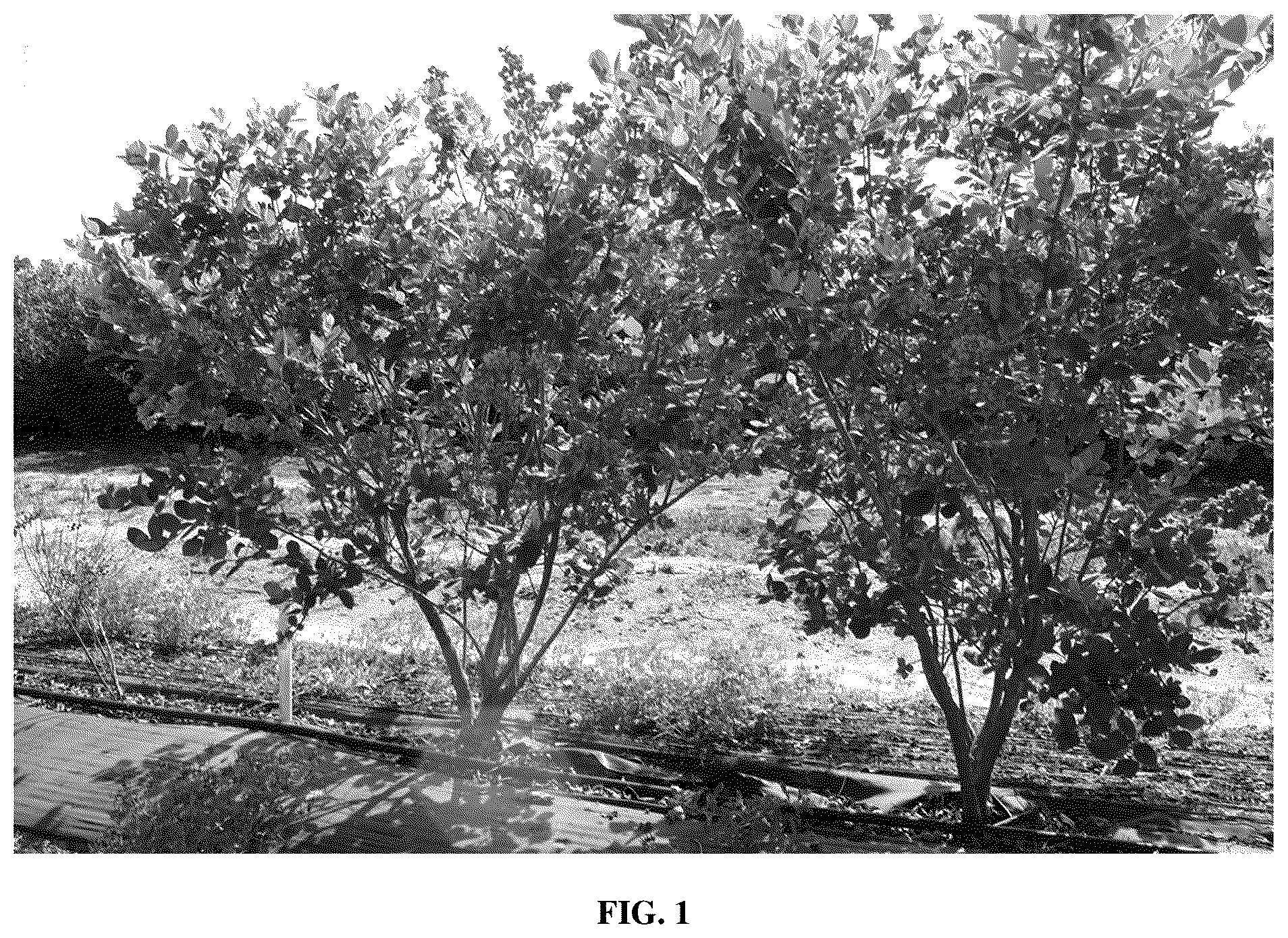Patent USPP036879 — Blueberry plant named ‘FL16-754’ — Figure 1