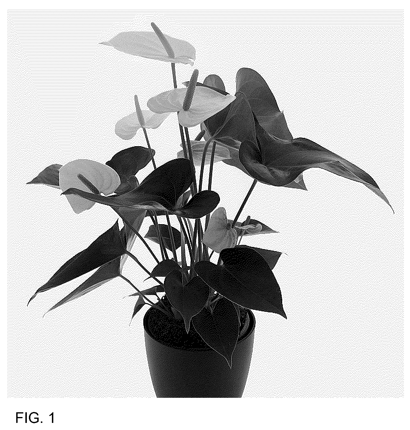 Patent USPP036880 — Anthurium plant named ‘AN2192908’ — Figure 1