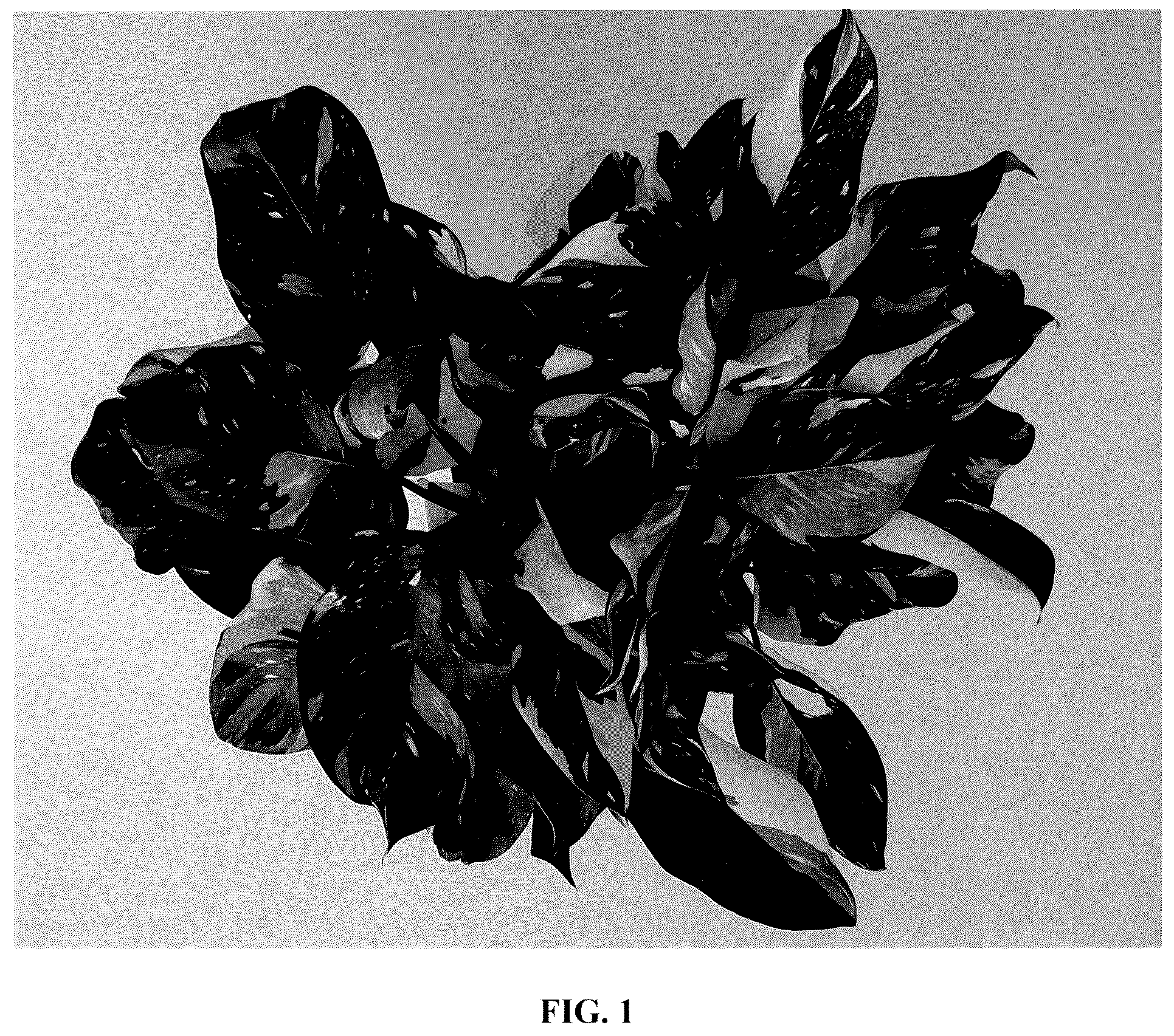 Patent USPP036881 — Philodendron plant named ‘EM0003’ — Figure 1
