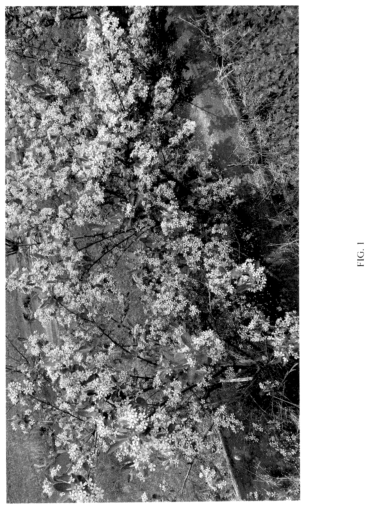 Patent USPP036882 — Aronia plant named ‘UCONNAA001’ — Figure 1