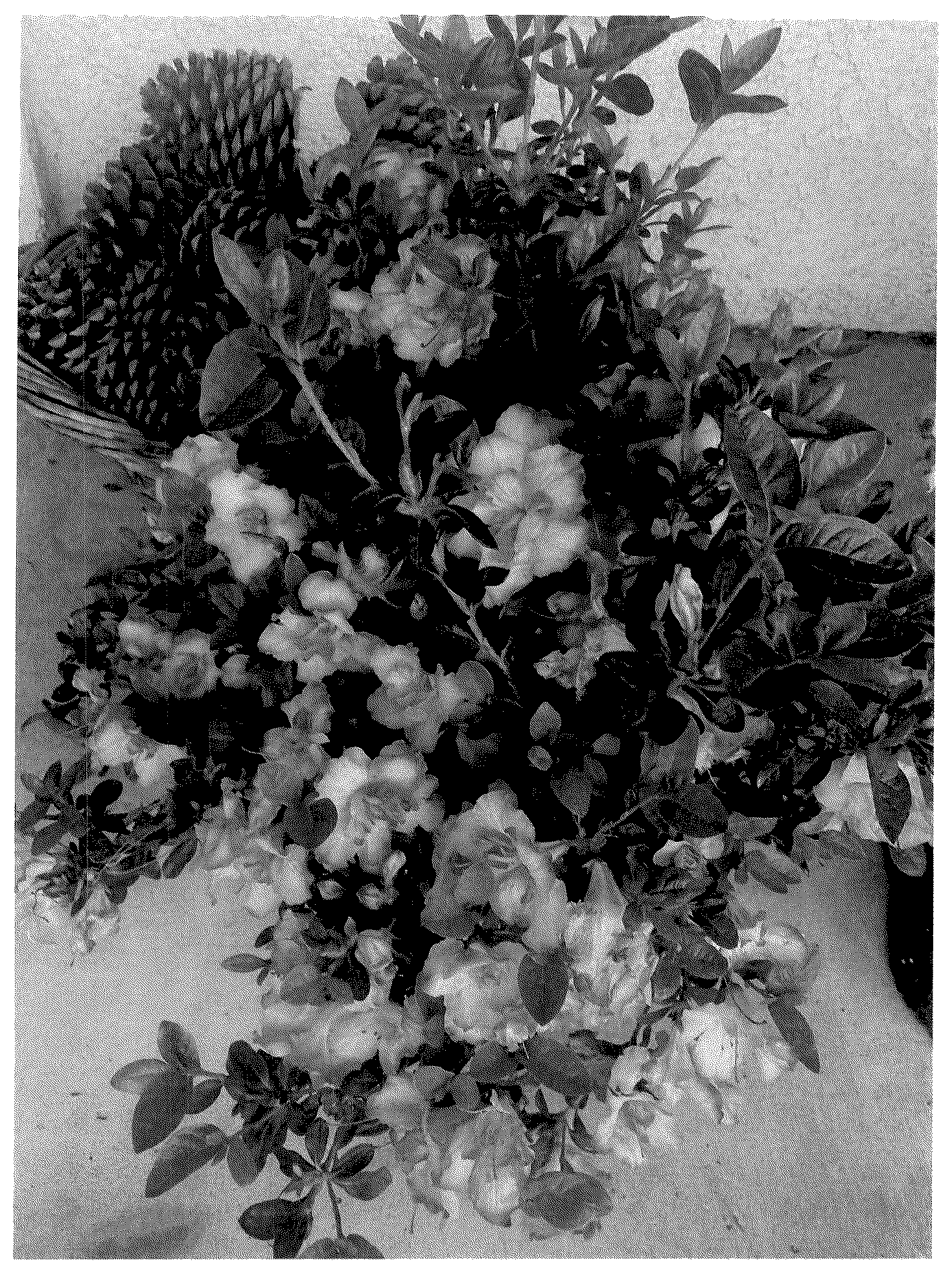 Patent USPP036883 — Rhododendron plant named ‘ROBLEZP’ — Figure 1