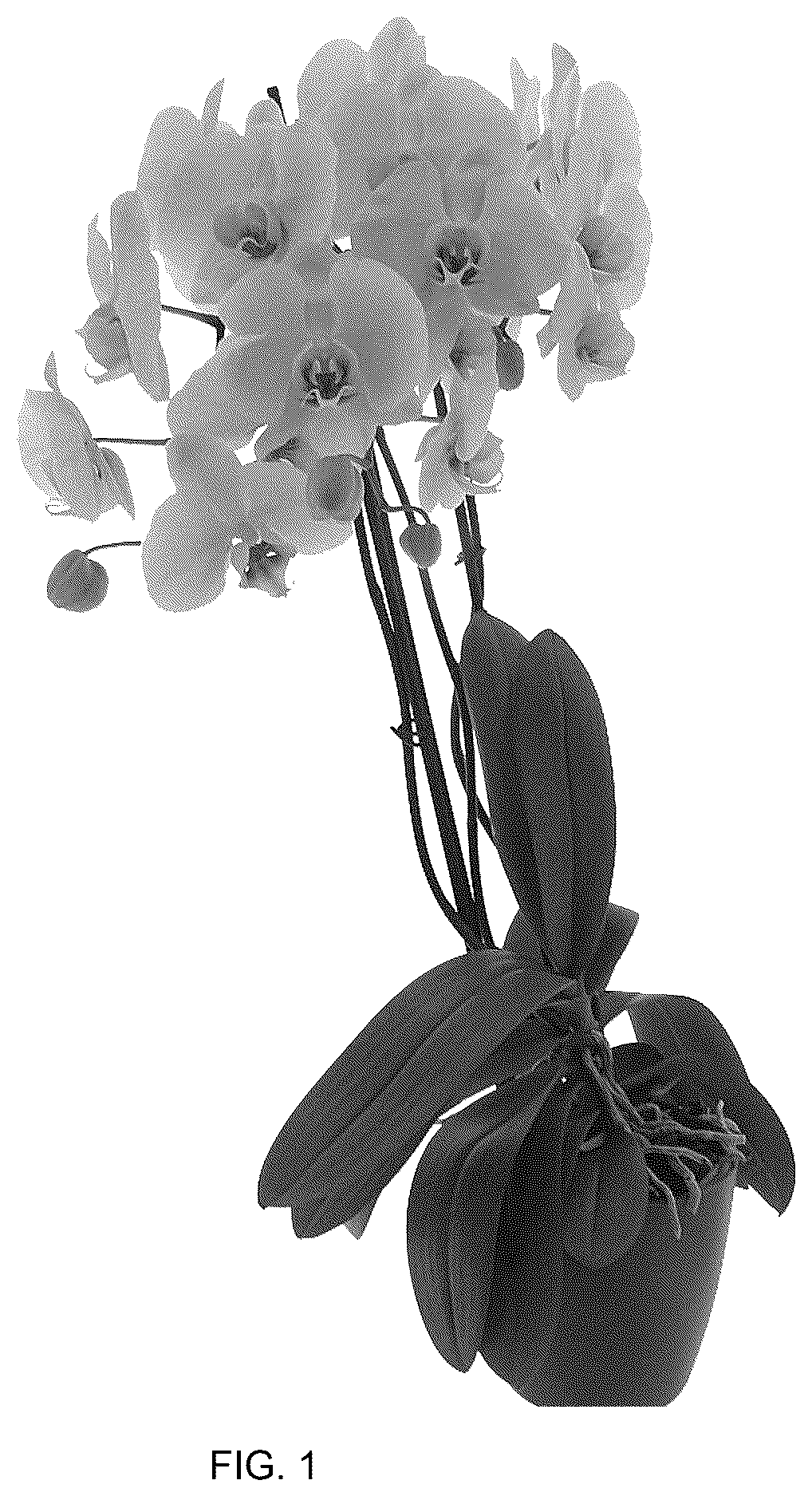 Patent USPP036884 — Phalaenopsis plant named ‘PHA760527’ — Figure 1