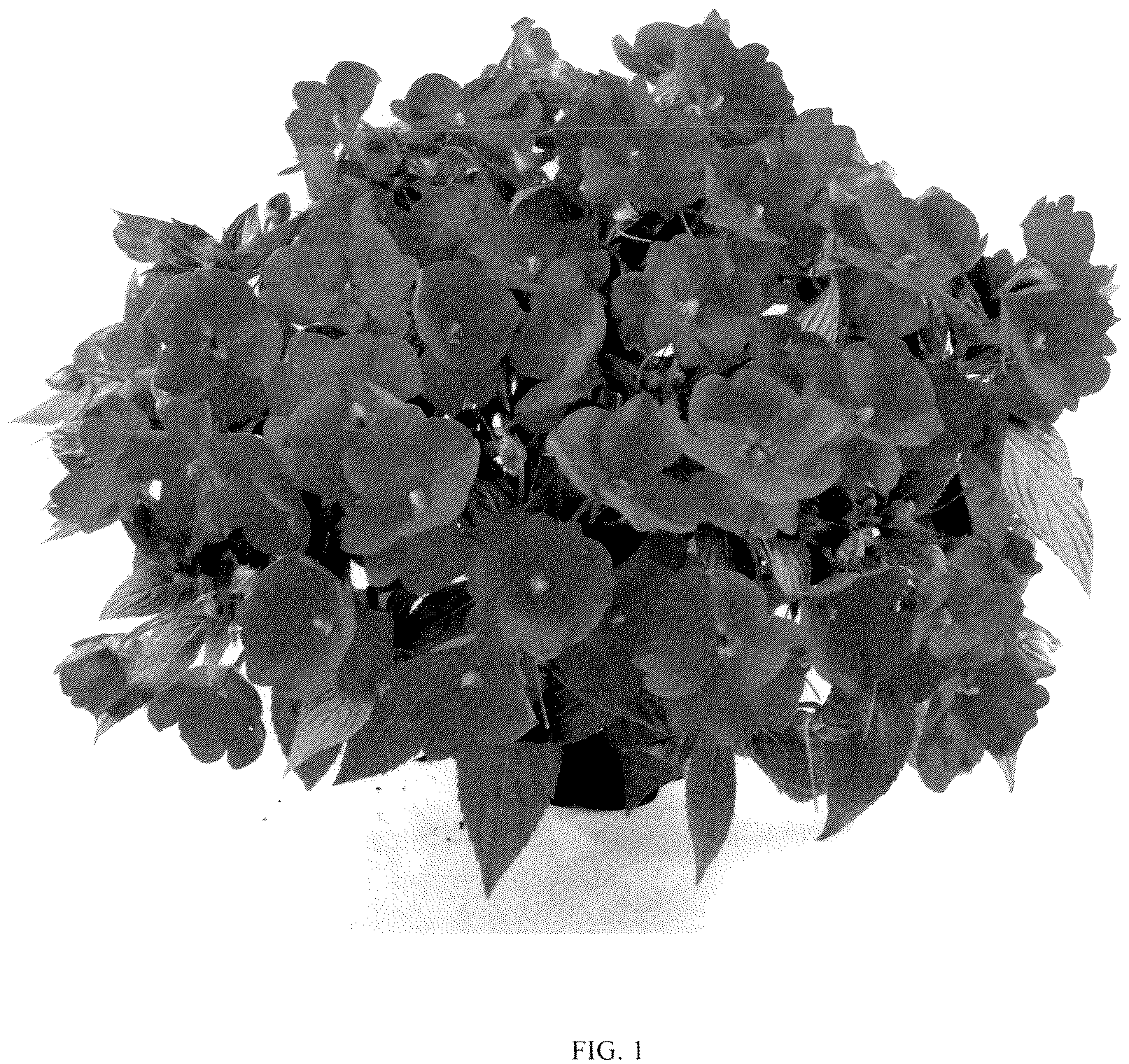 Patent USPP036885 — Impatiens plant named ‘DIMPSLPRRD’ — Figure 1