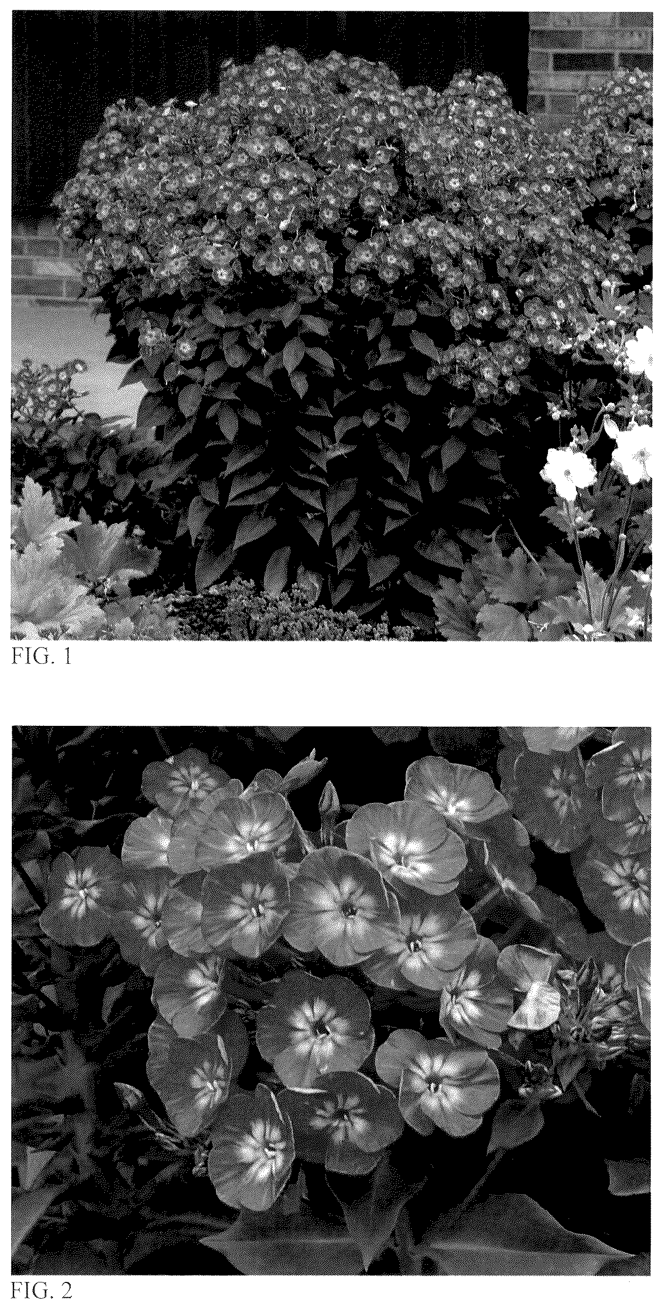 Patent USPP036886 — Phlox plant named ‘Dream Girl’ — Figure 1
