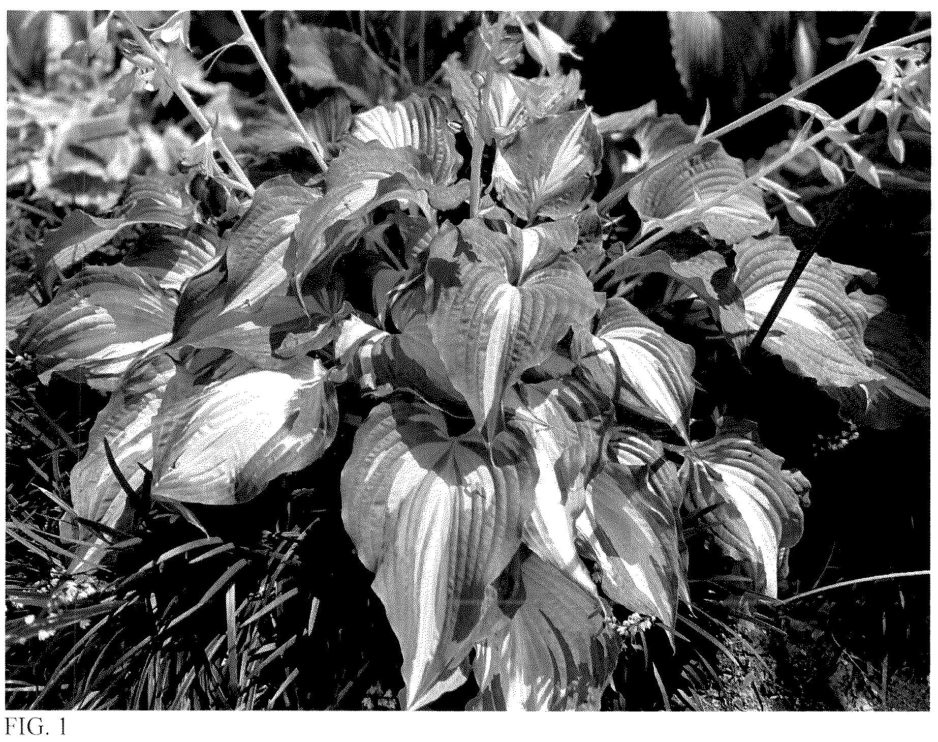 Patent USPP036887 — Hosta plant named ‘Leaving Me Breathless’ — Figure 1
