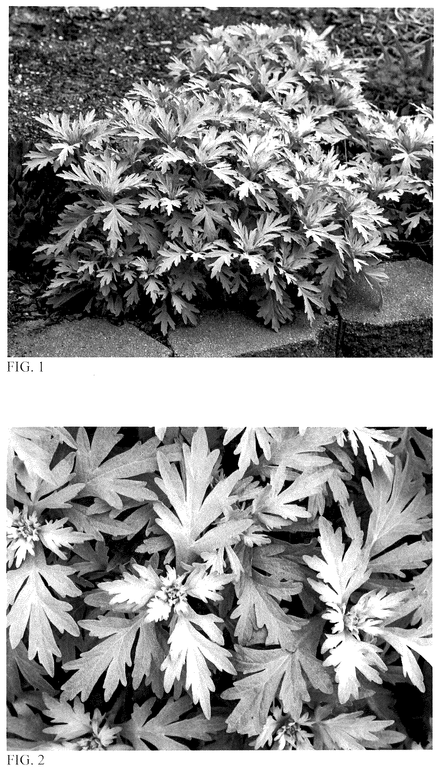 Patent USPP036888 Figure 1 – Artemisia plant named ‘Silver Lining’