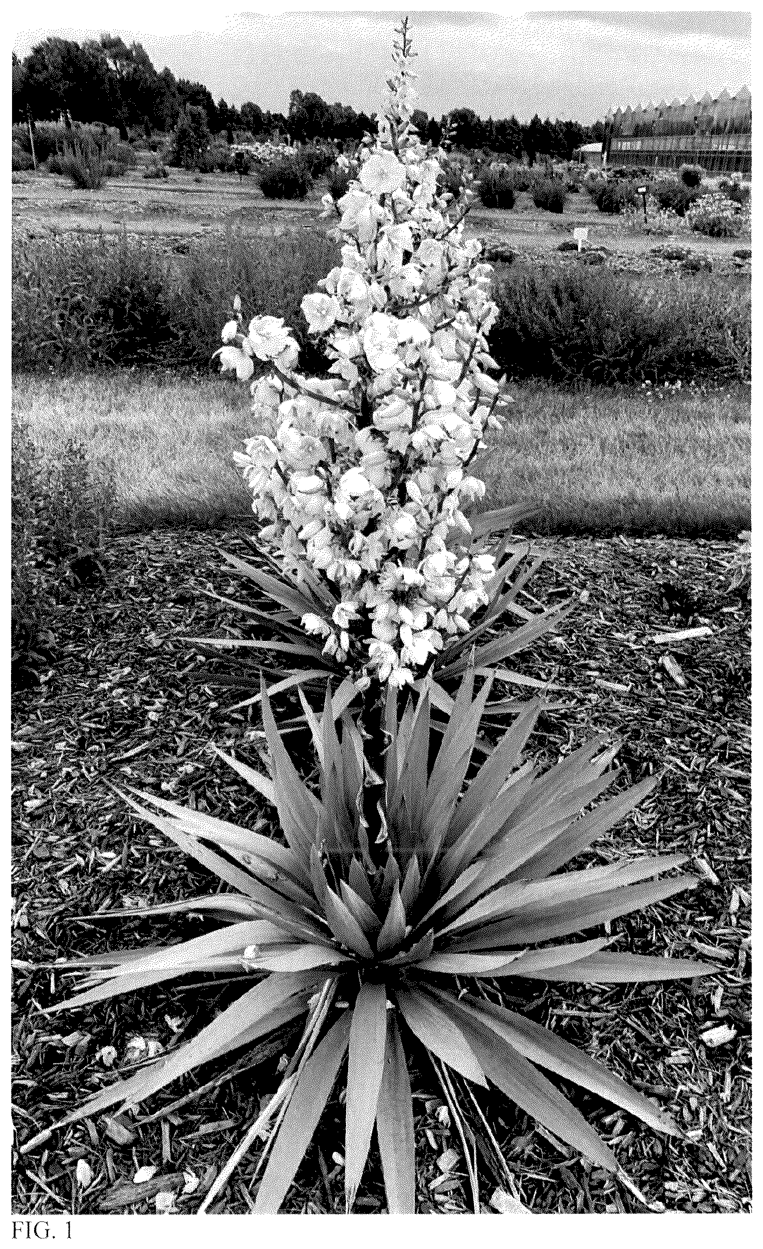 Patent USPP036889 — Yucca plant named ‘Dragon Slayer’ — Figure 1