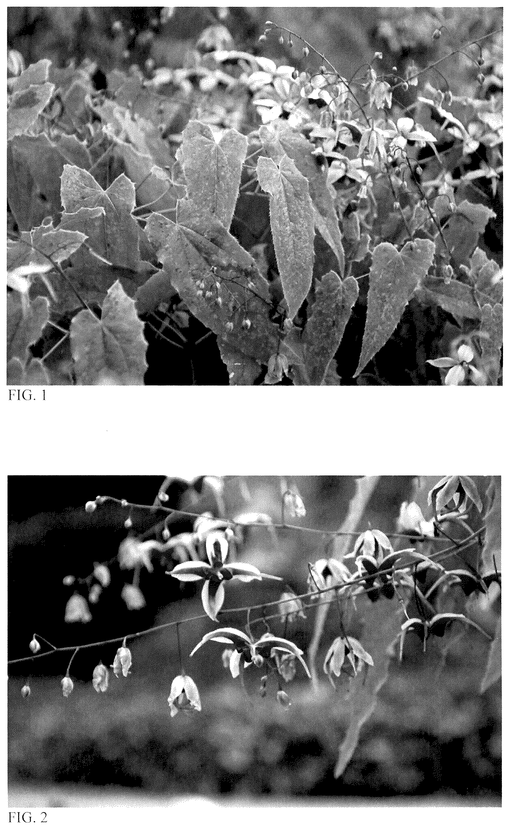 Patent USPP036890 — Epimedium plant named ‘Wisteria Falls’ — Figure 1