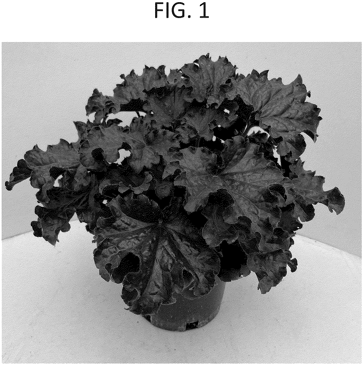 Patent USPP036891 — Heuchera plant named ‘Midnight’ — Figure 1