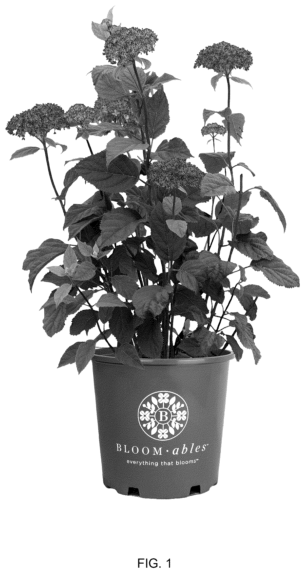 Patent USPP036899 — Hydrangea plant named ‘3792resgea’ — Figure 1