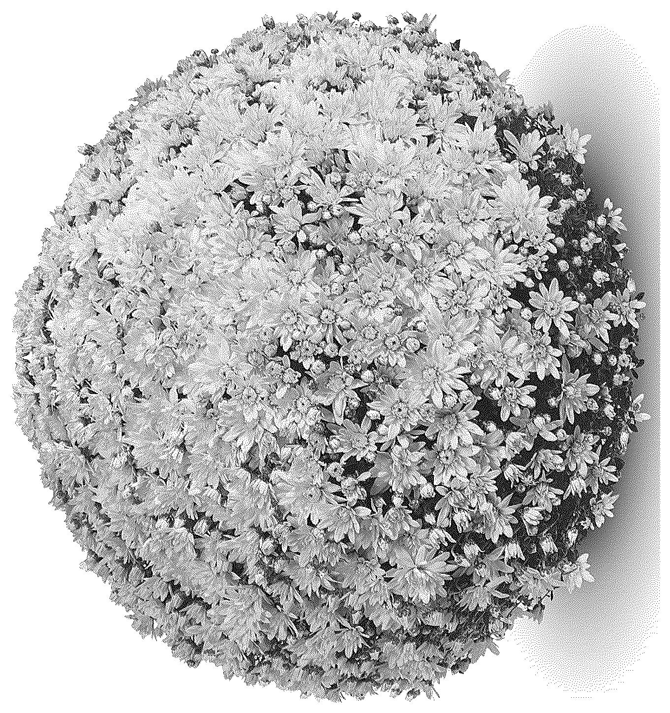Patent USPP036900 Figure 1 – Chrysanthemum plant named ‘G24MAG04YE’