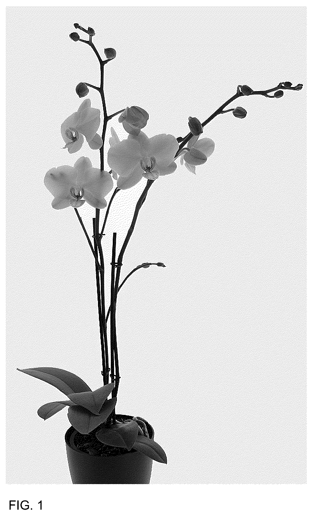 Patent USPP036901 — Phalaenopsis plant named ‘Sister Sunshine’ — Figure 1