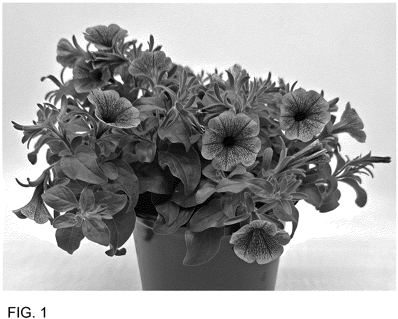 Patent USPP036902 — Petunia plant named ‘WGPETSMVPV25’ — Figure 1