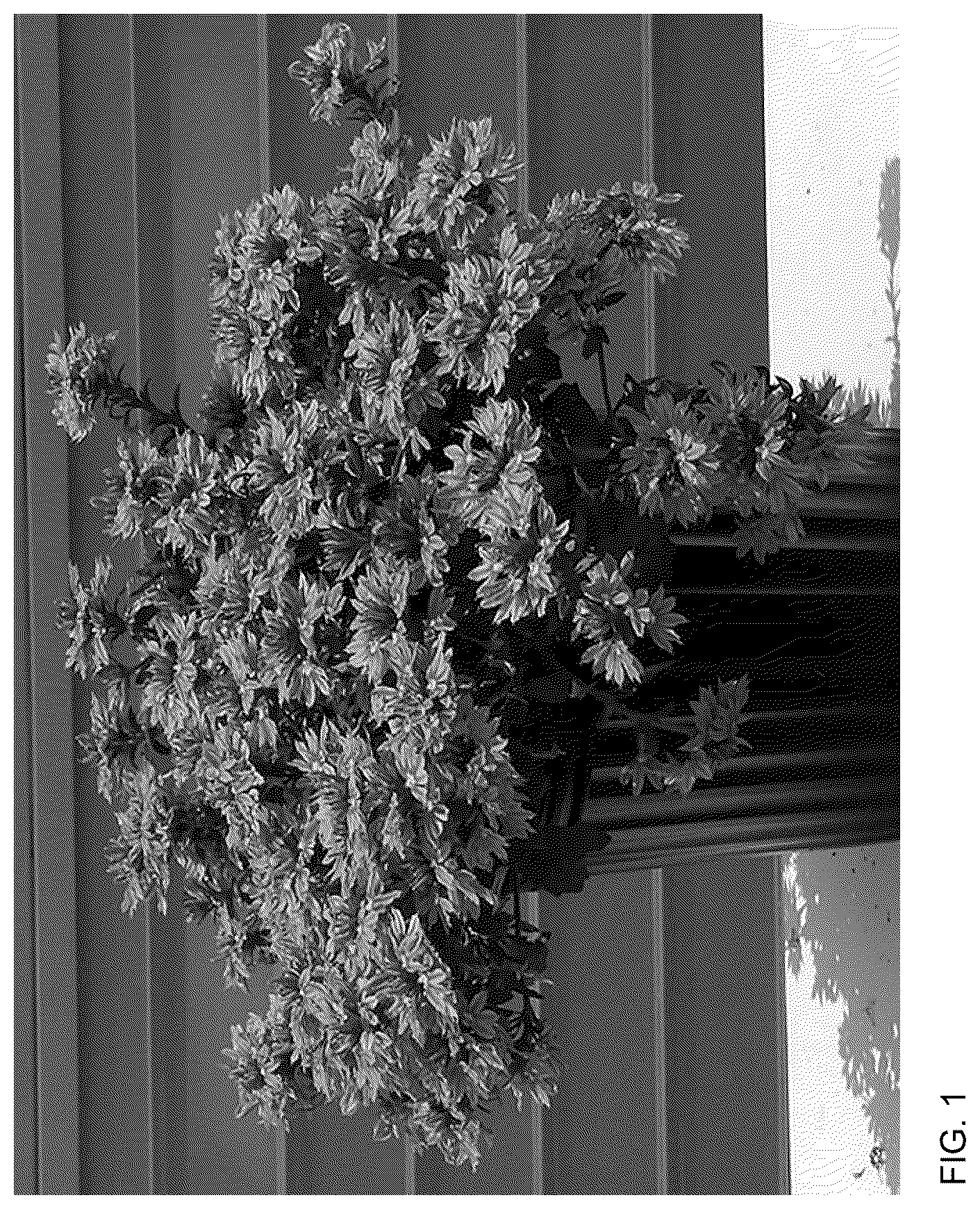Patent USPP036903 — Scaevola plant named ‘Bonsc 19151’ — Figure 1