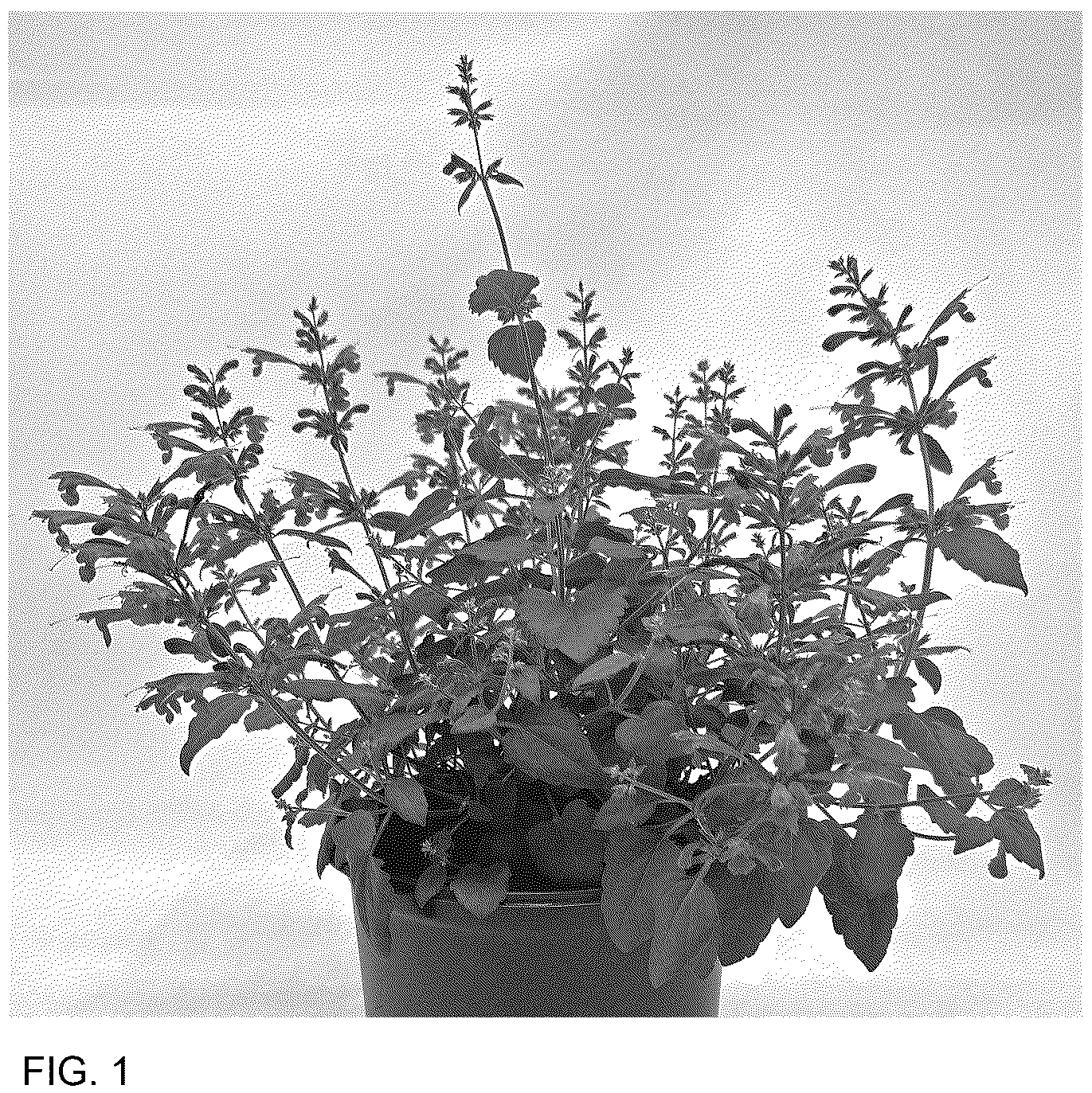 Patent USPP036904 — Agastache plant named ‘G19131’ — Figure 1