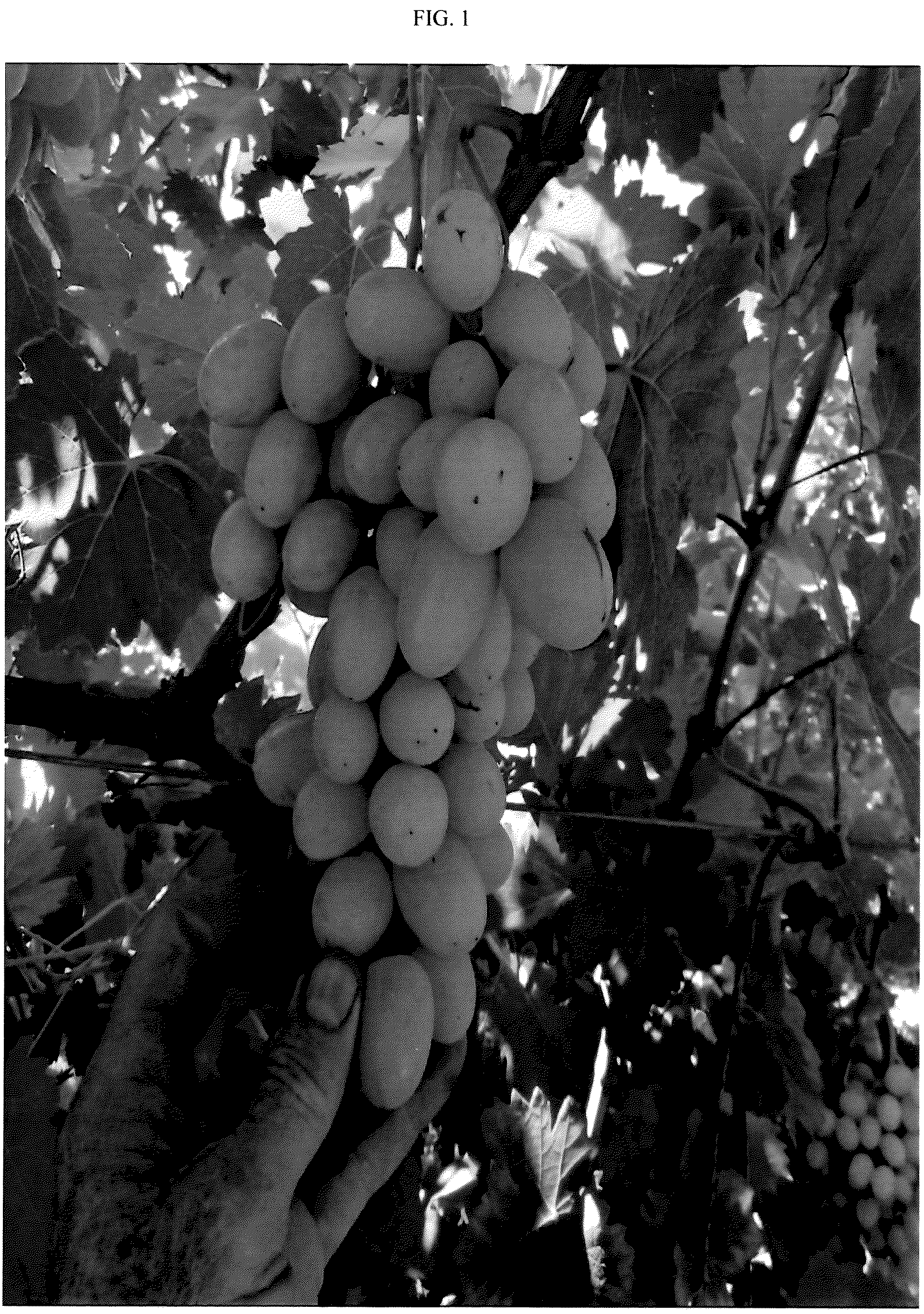 Patent USPP036983 — Grapevine named ‘SV35-206-150’ — Figure 1