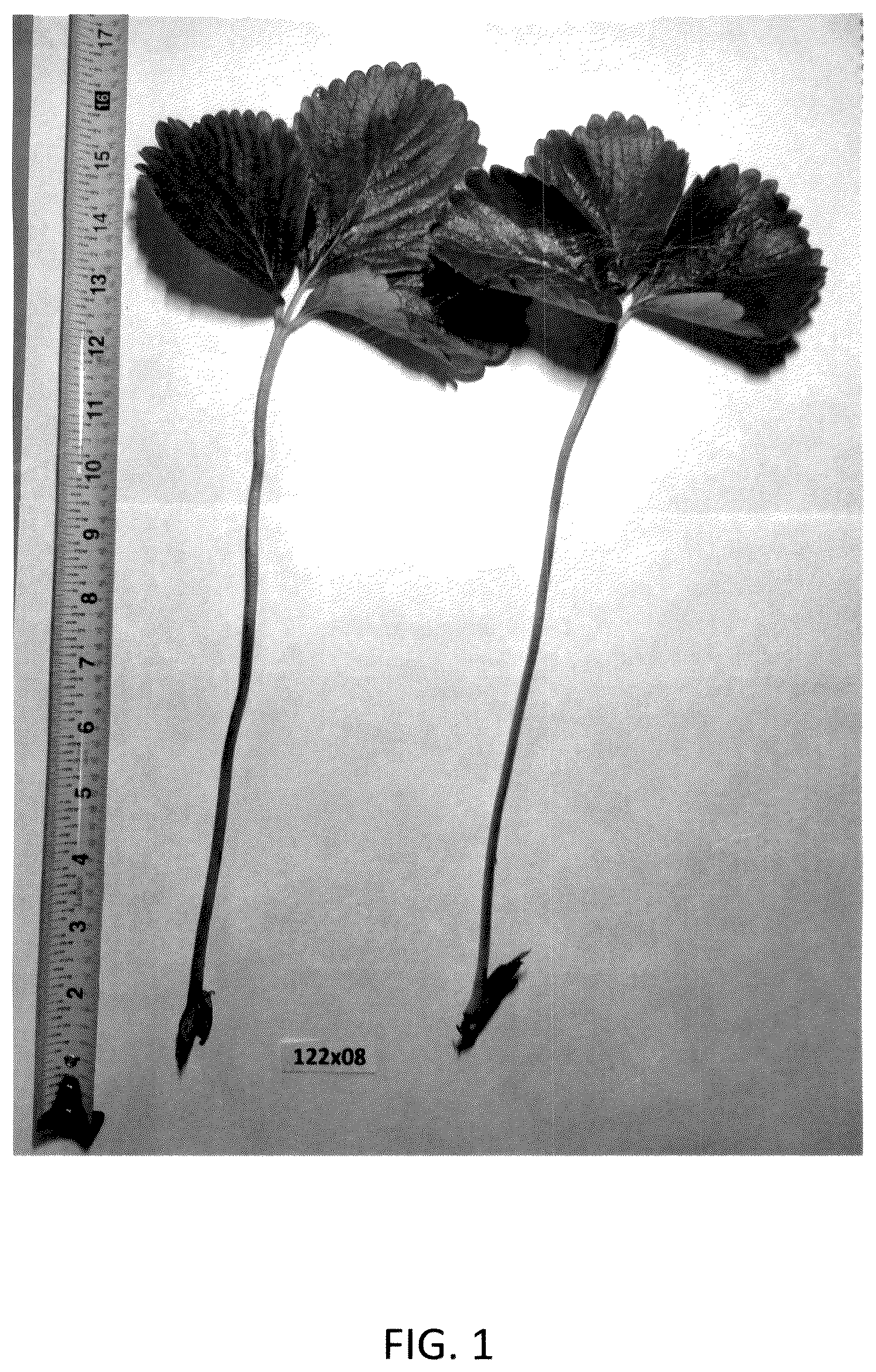 Patent USPP036984 — Strawberry plant named ‘GF Belle’ — Figure 1