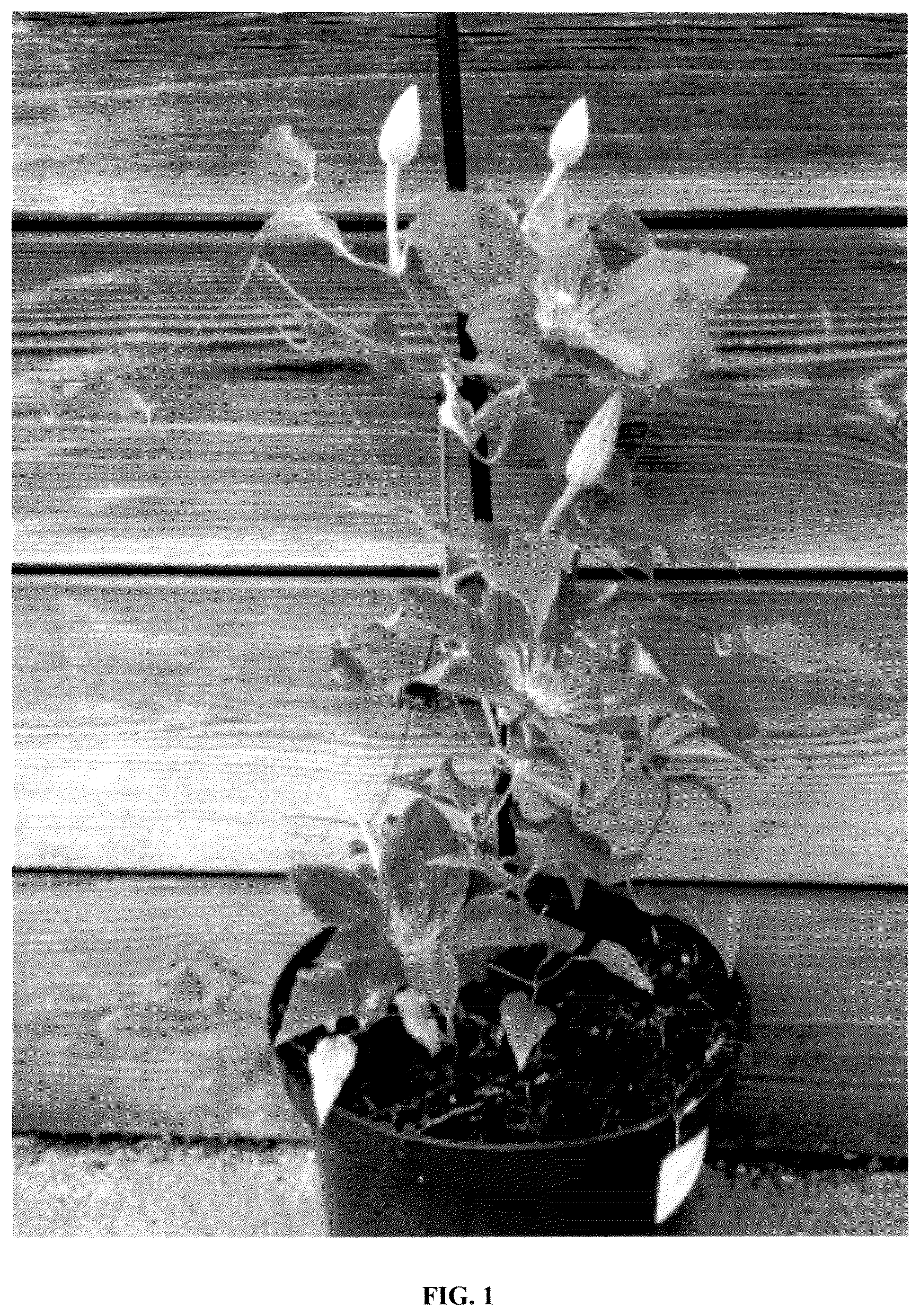 Patent USPP036986 — Clematis plant named ‘EviGsy155’ — Figure 1