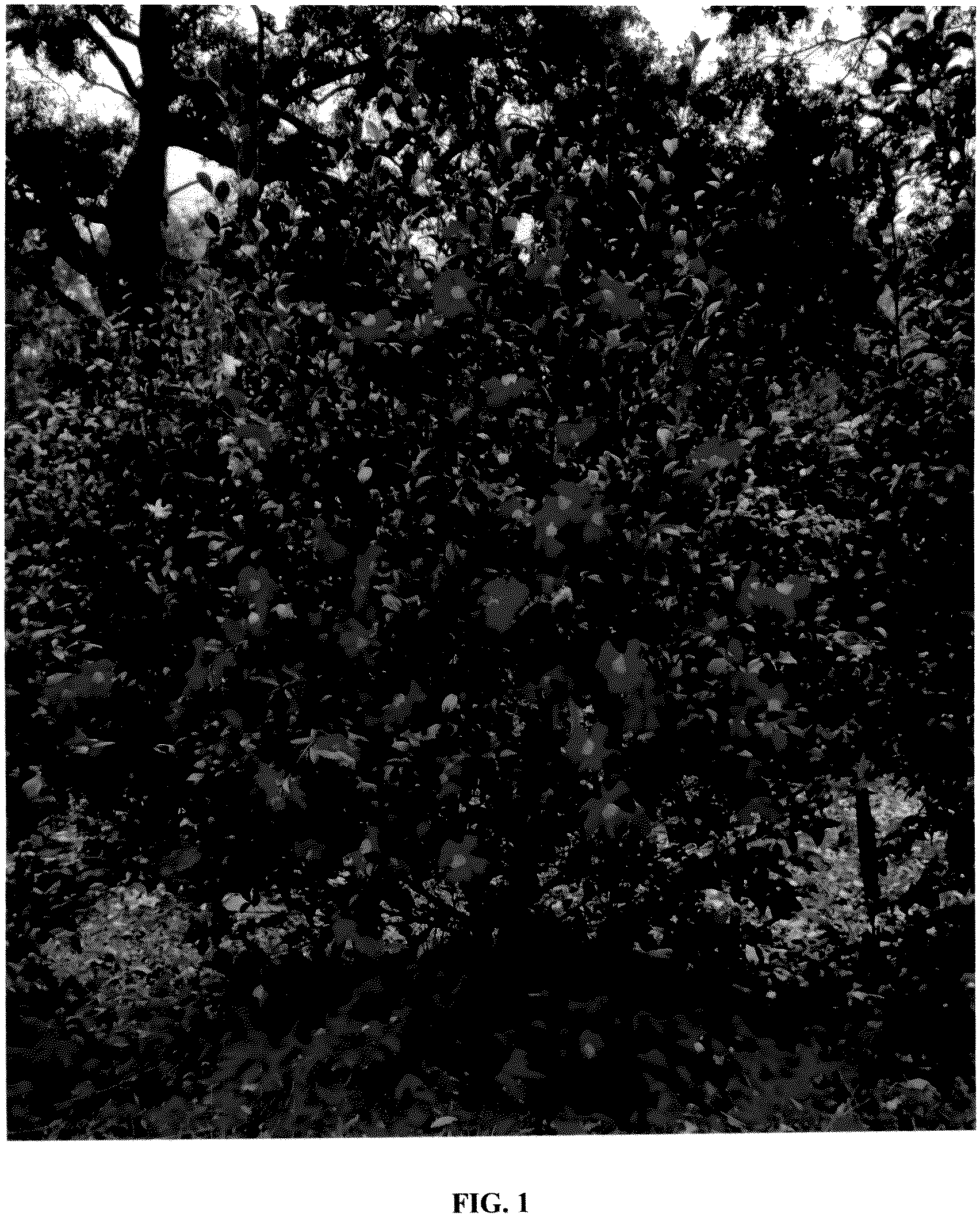 Patent USPP036987 — Camellia plant named ‘GREEN 01-019’ — Figure 1