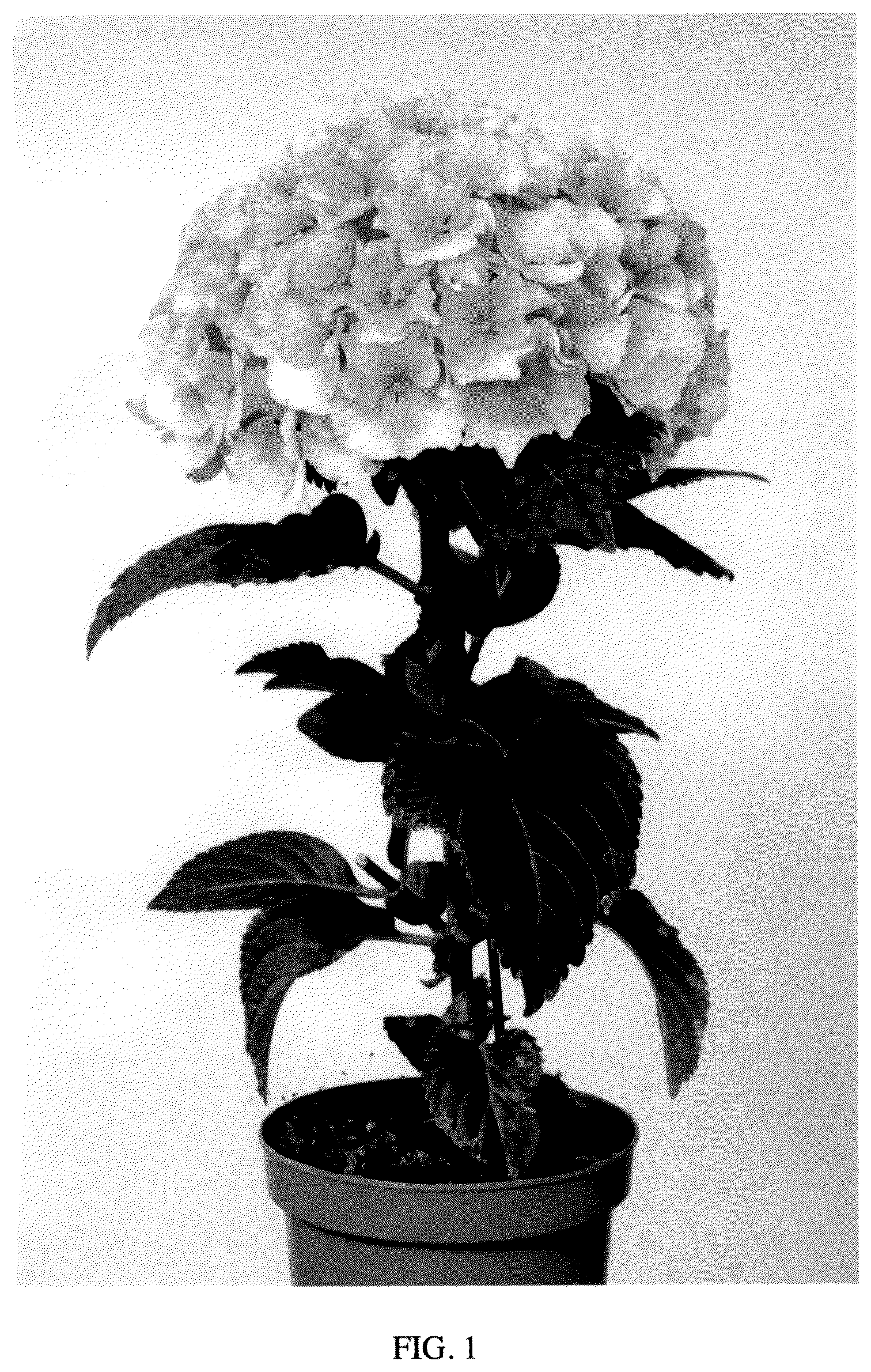 Patent USPP036988 — Hydrangea plant named ‘Perla34396’ — Figure 1