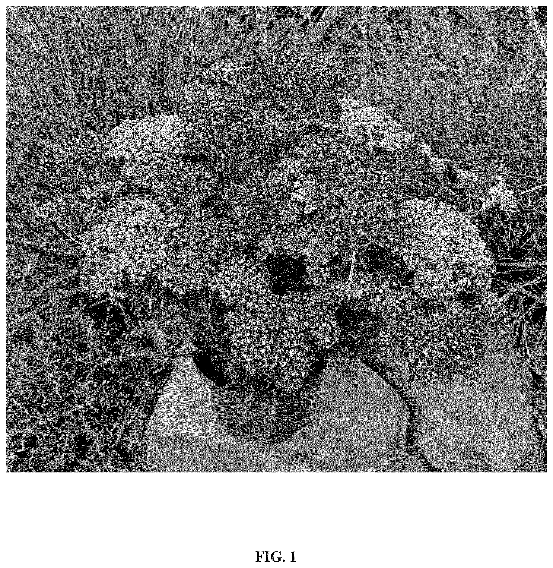 Patent USPP036989 — Achillea plant named ‘Versred’ — Figure 1