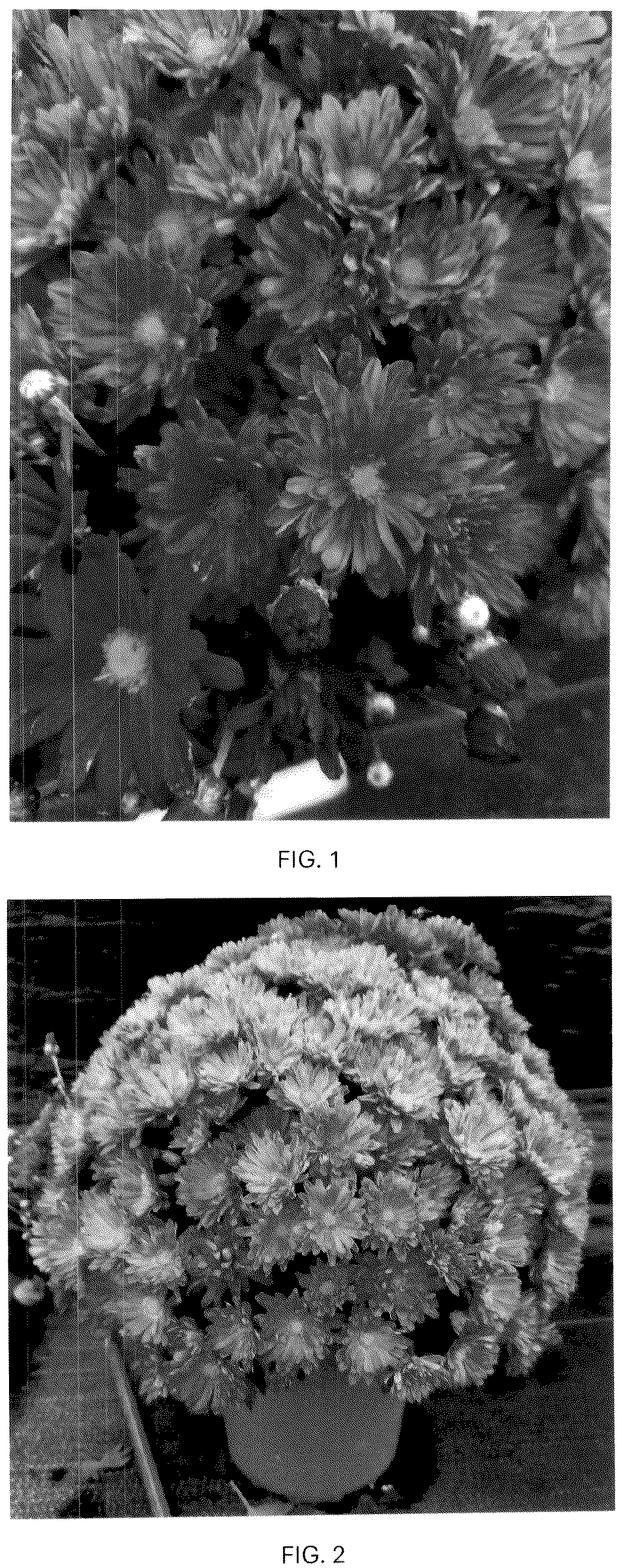 Patent USPP036990 — Chrysanthemum plant named ‘CIFZ0118’ — Figure 1