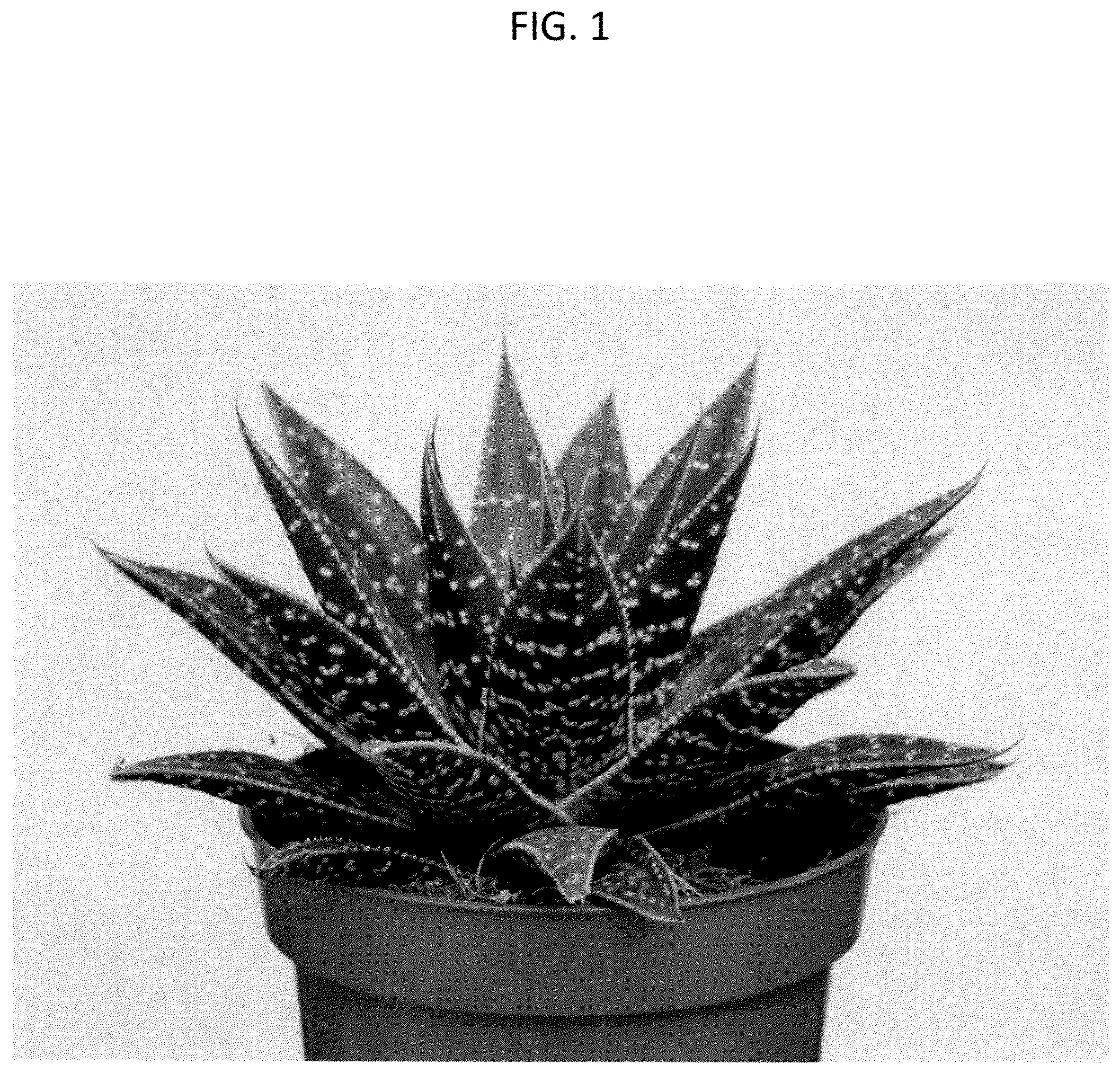 Patent USPP036991 Figure 1 – Aristeria plant named ‘OVROCKS17’
