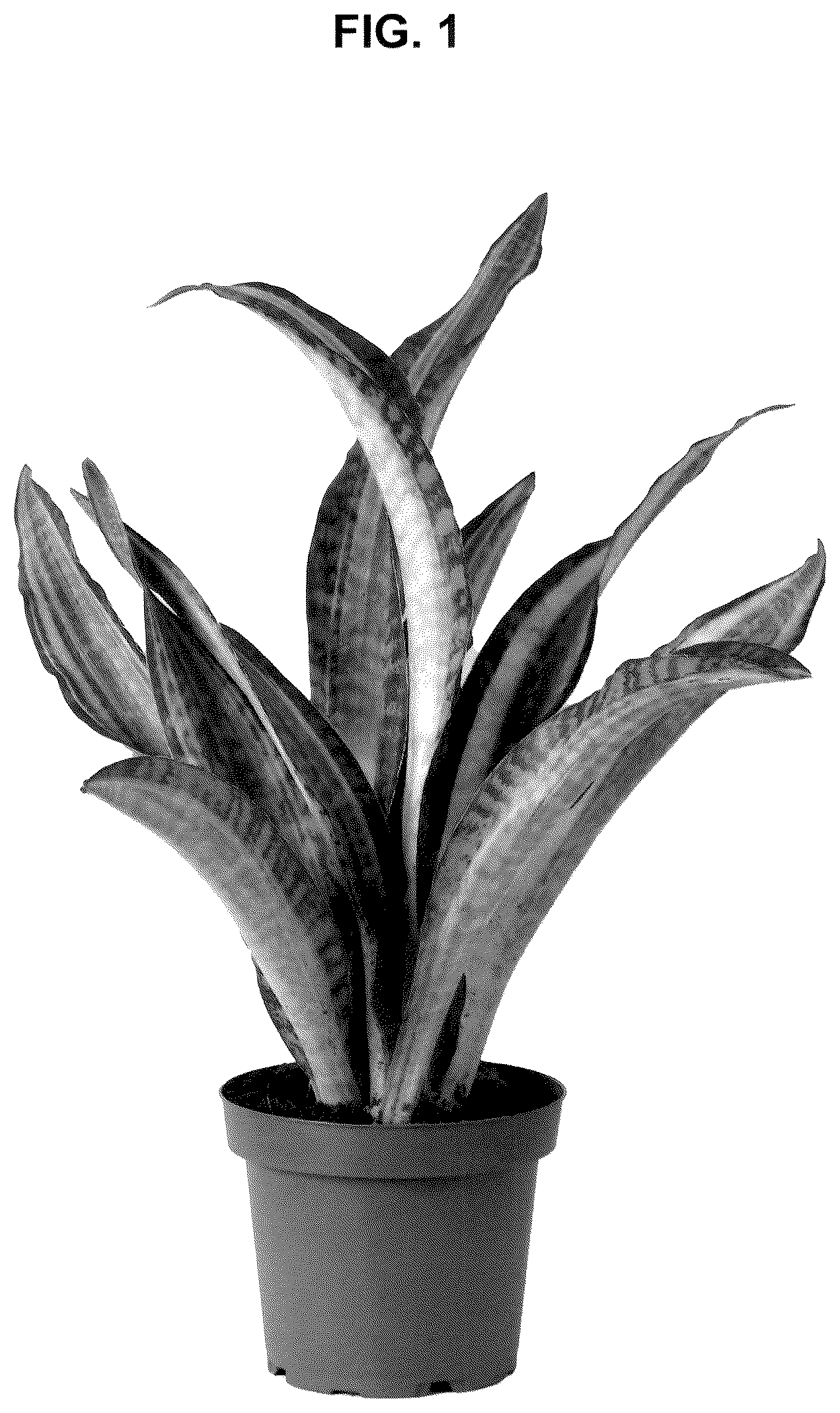 Patent USPP036992 — Sansevieria plant named ‘CANDLELIGHT’ — Figure 1
