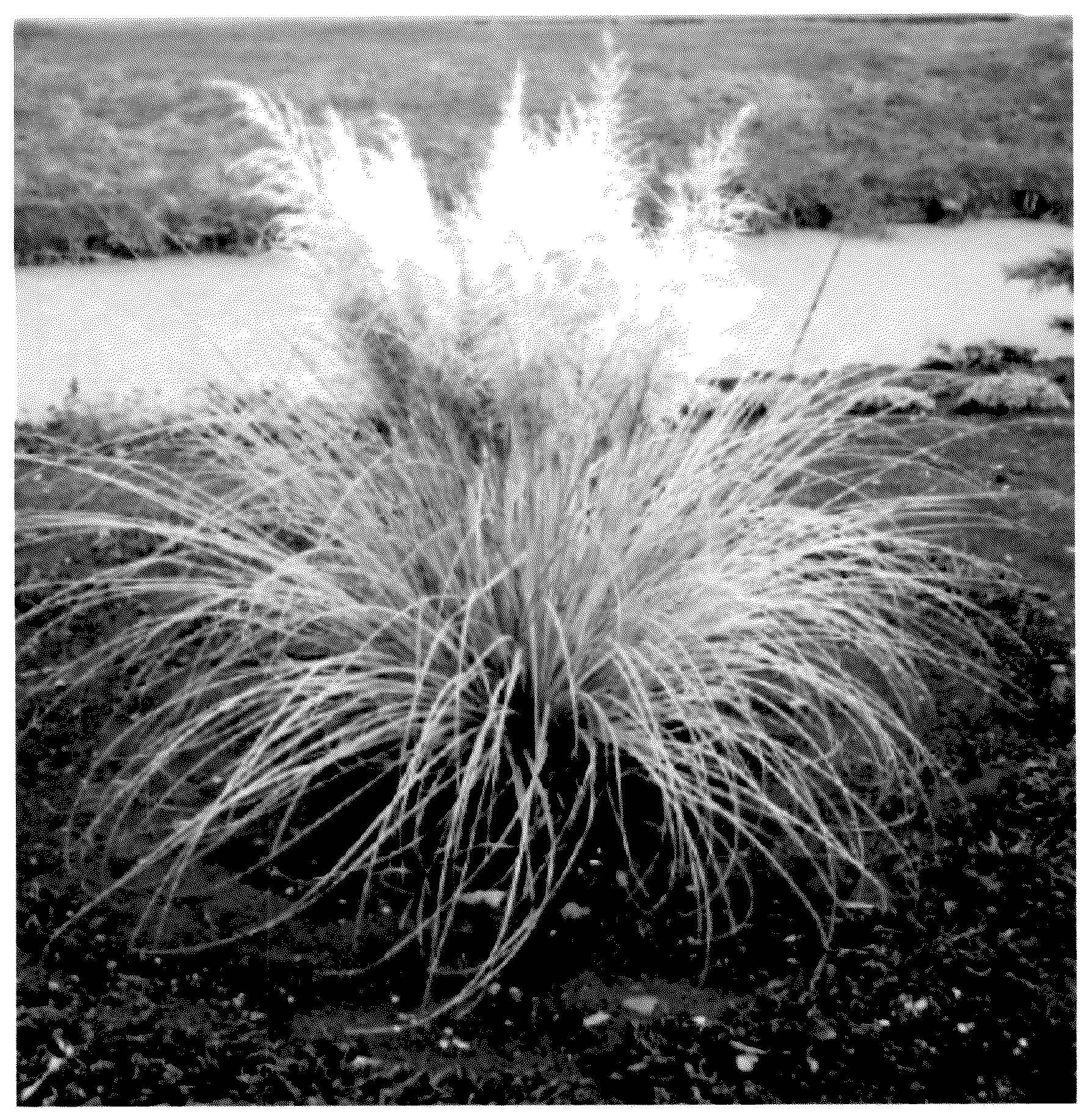 Patent USPP036993 — Cortaderia plant named ‘Day20’ — Figure 1