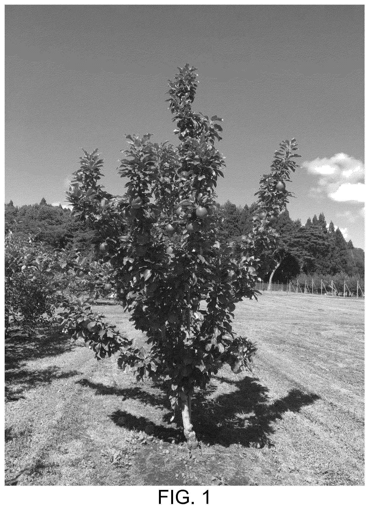 Patent USPP037032 — Apple tree named ‘BENITSURUGI’ — Figure 1