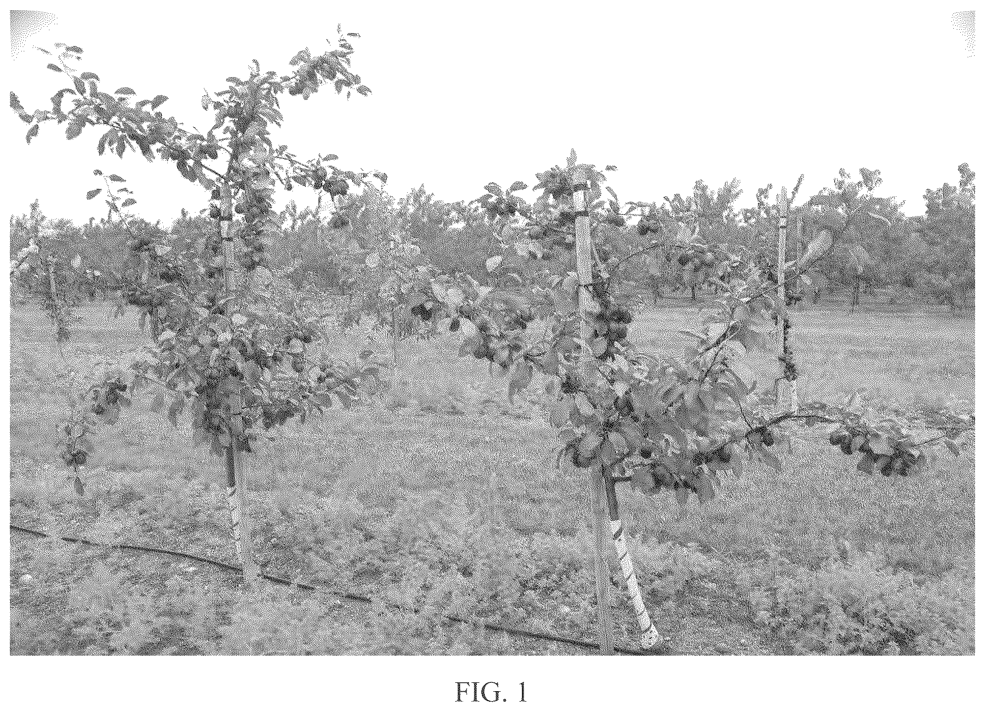 Patent USPP037033 — Crab apple tree named ‘B17Crab7’ — Figure 1
